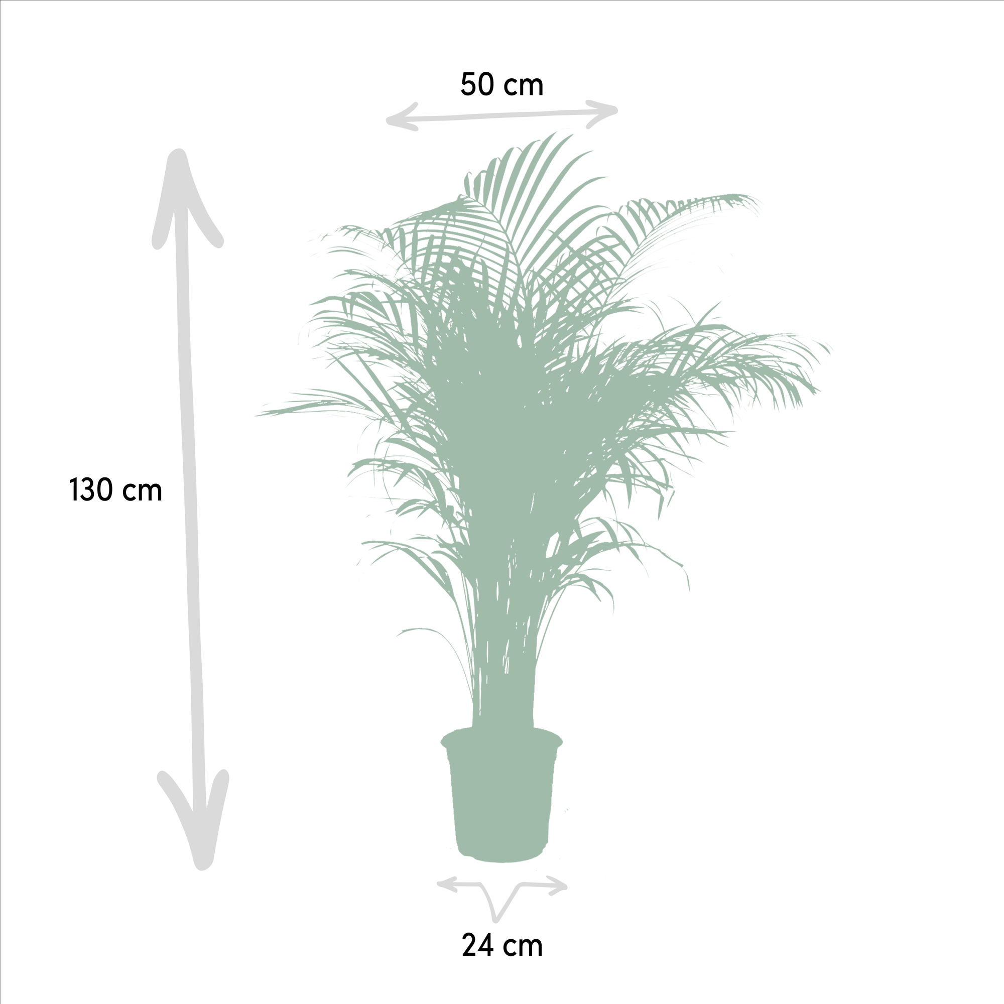 Areca palm - Luxe kamerplant voor binnen, onderhoudsarm en decoratief