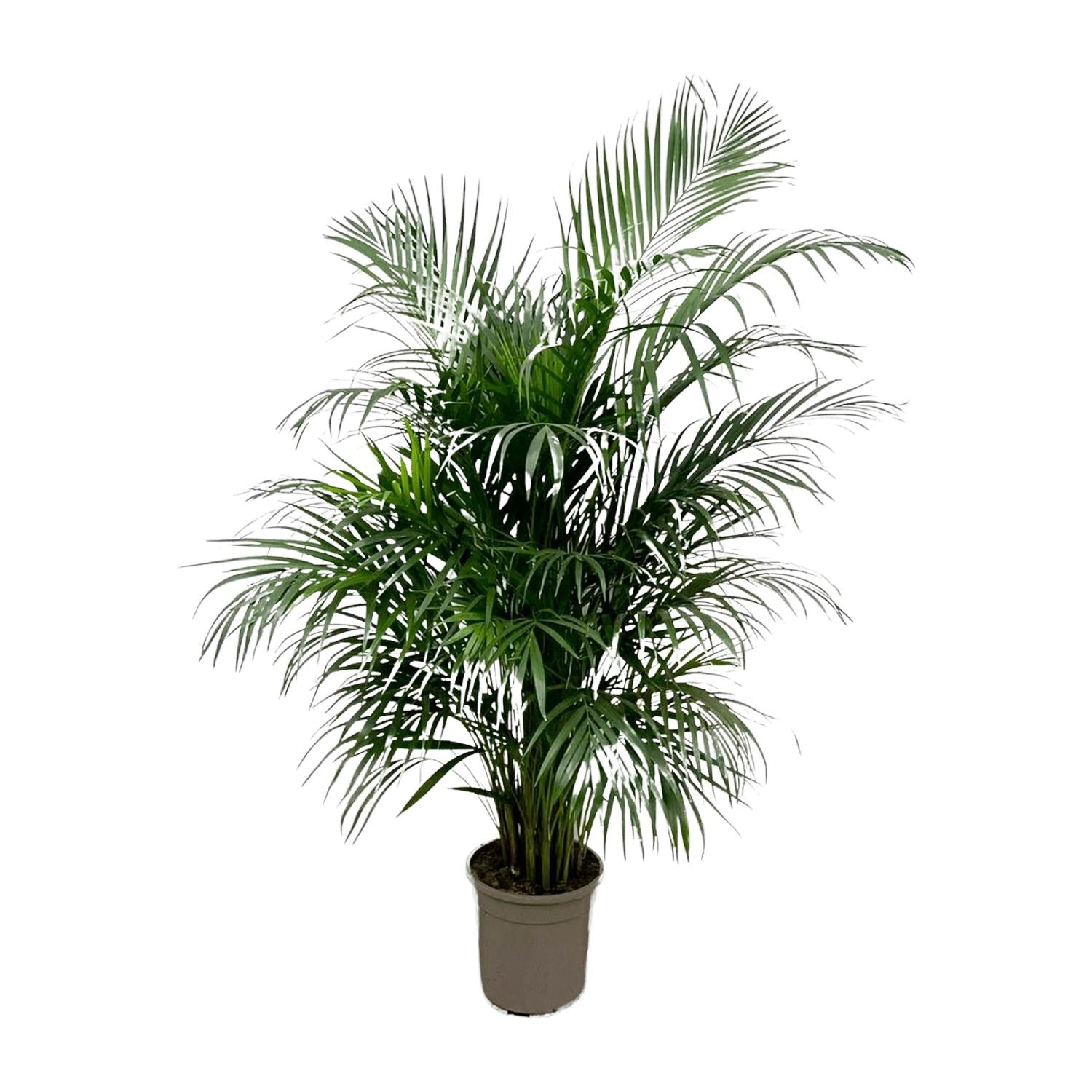 Dypsis Lutescens (Areca Palm) — Premium Tropische kamerplant