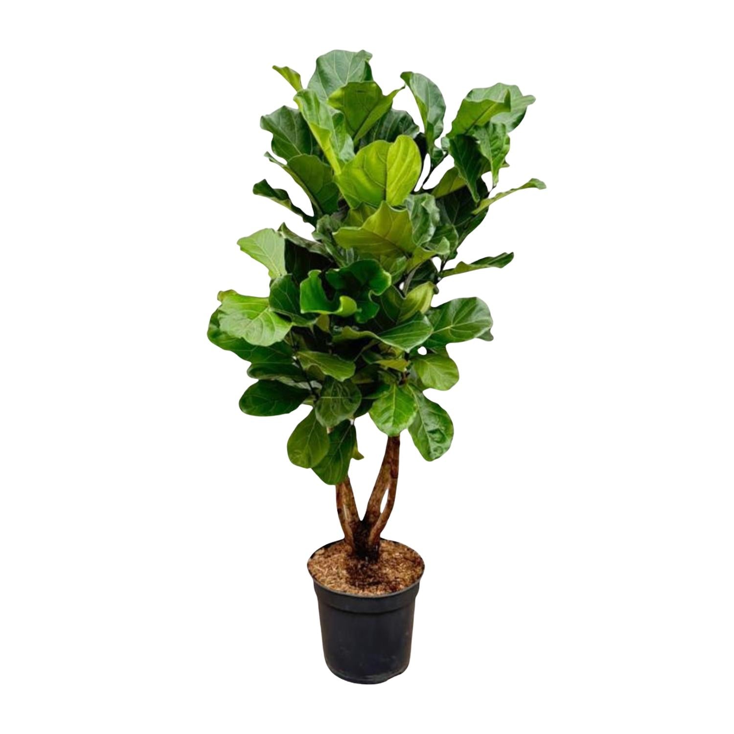 Ficus Lyrata vertakt - grote sierkamerplant met stevige stam, vol weelderig blad