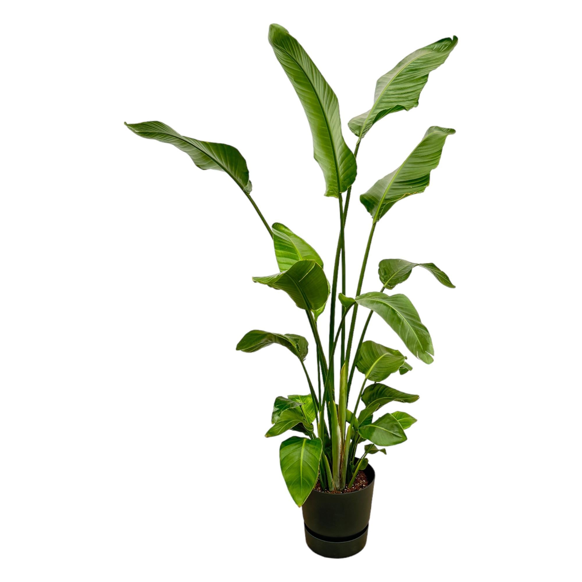 Strelitzia Nicolai inclusief elho Greenville Round - tropische kamerplant