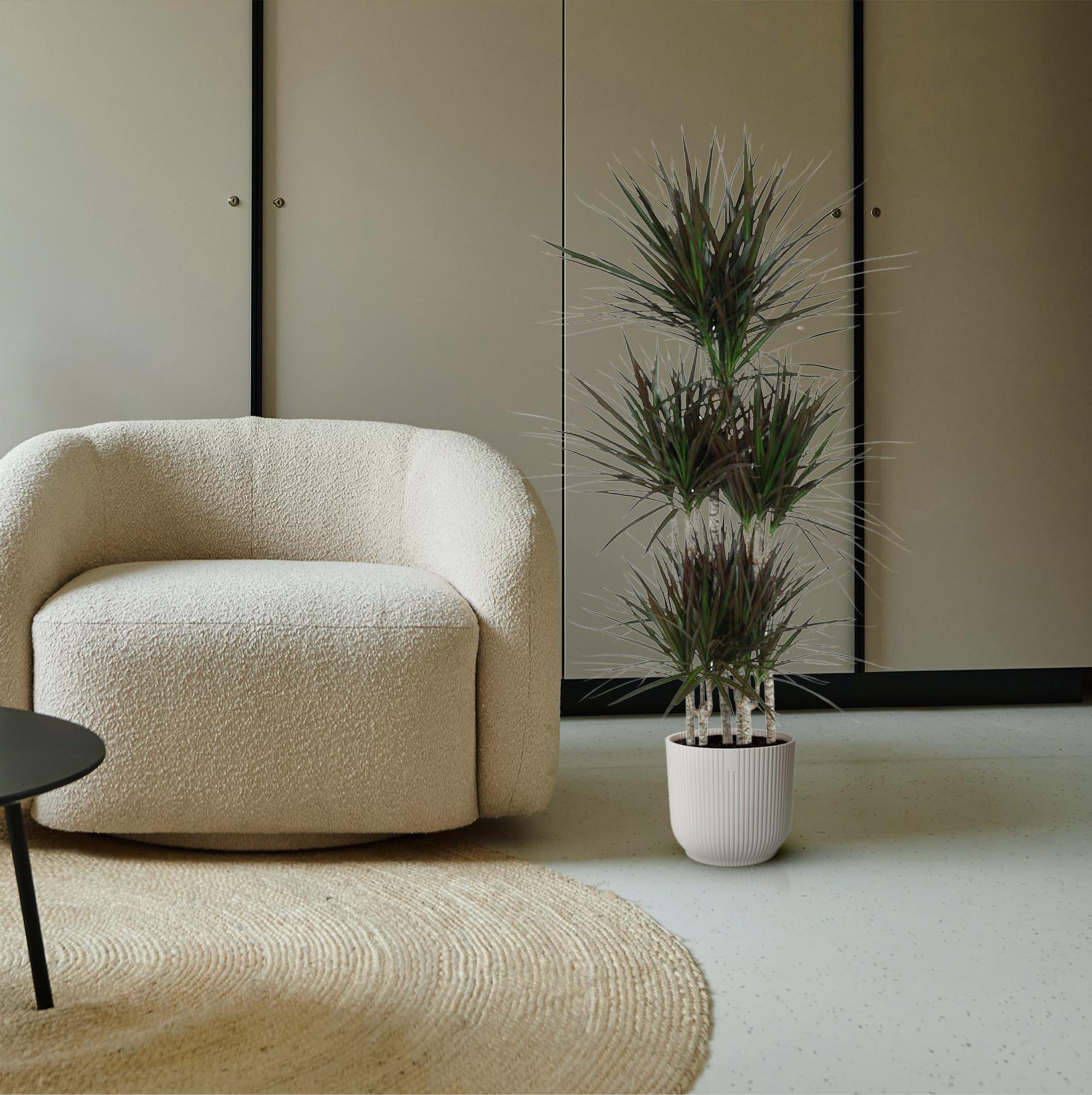 Dracaena Magenta – diepgroene paarsrode Dracaena kamerplant