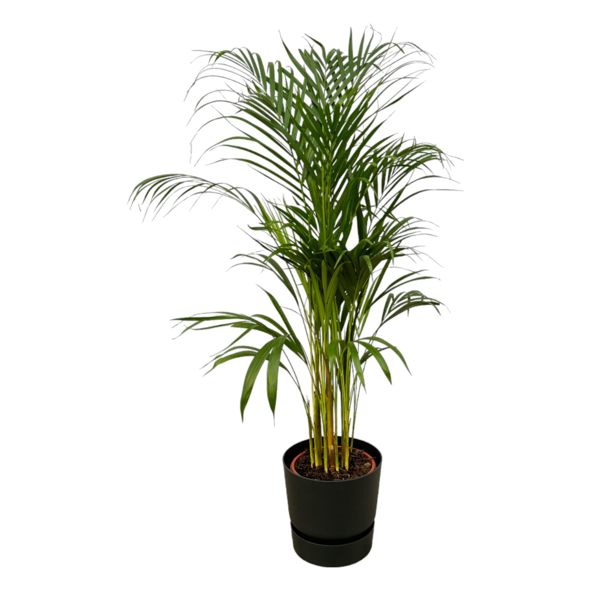 Areca palm inclusief elho Greenville Round sierpot - grote decoratieve kamerplant