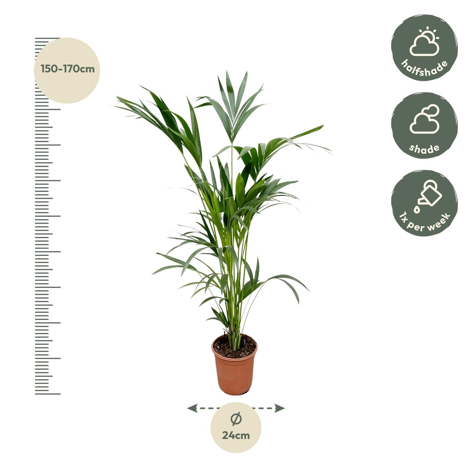 Kentia Palm kamerplant – stijlvolle sierpalm voor huis, kantoor & interieur