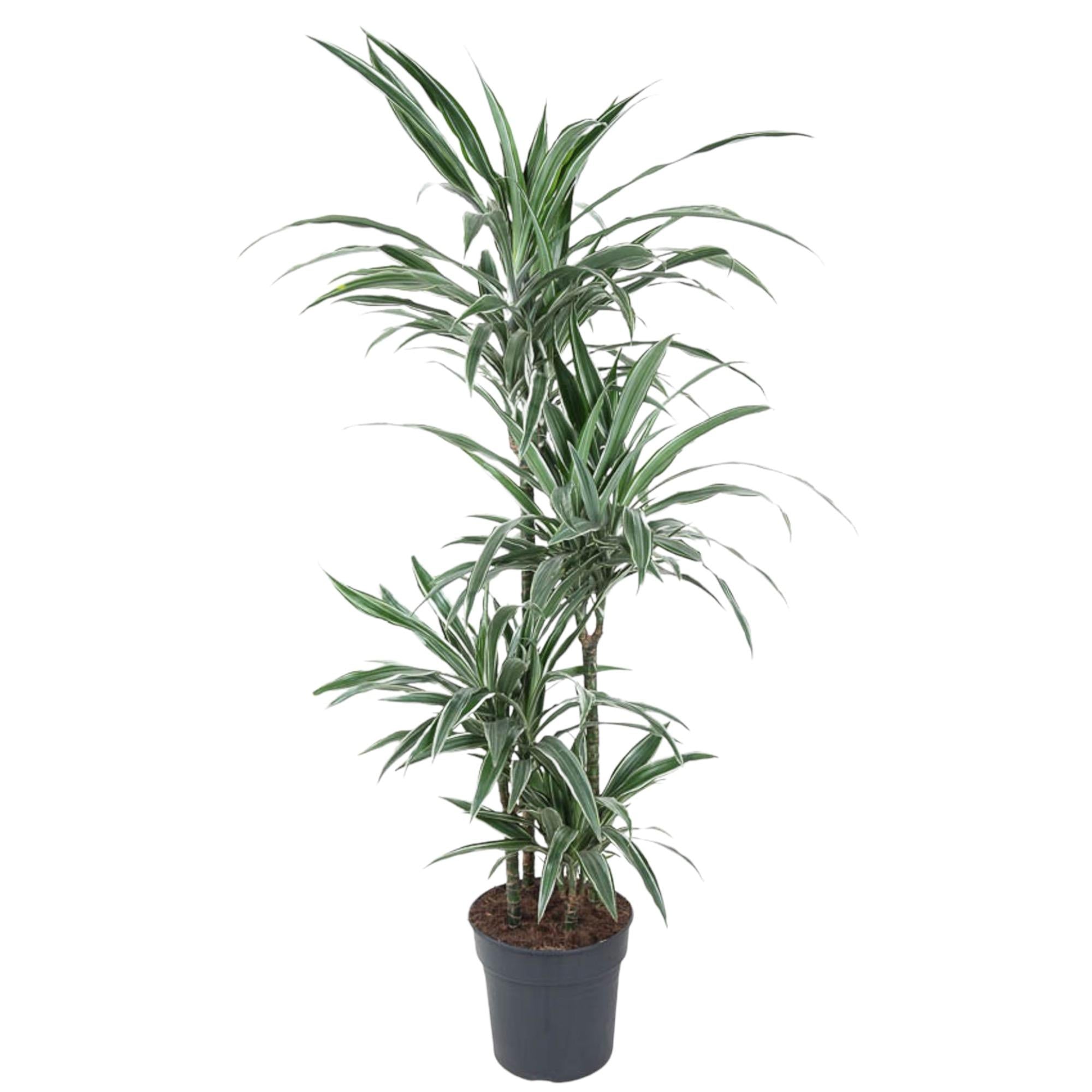 Dracaena Warneckei - 145 cm - ø30