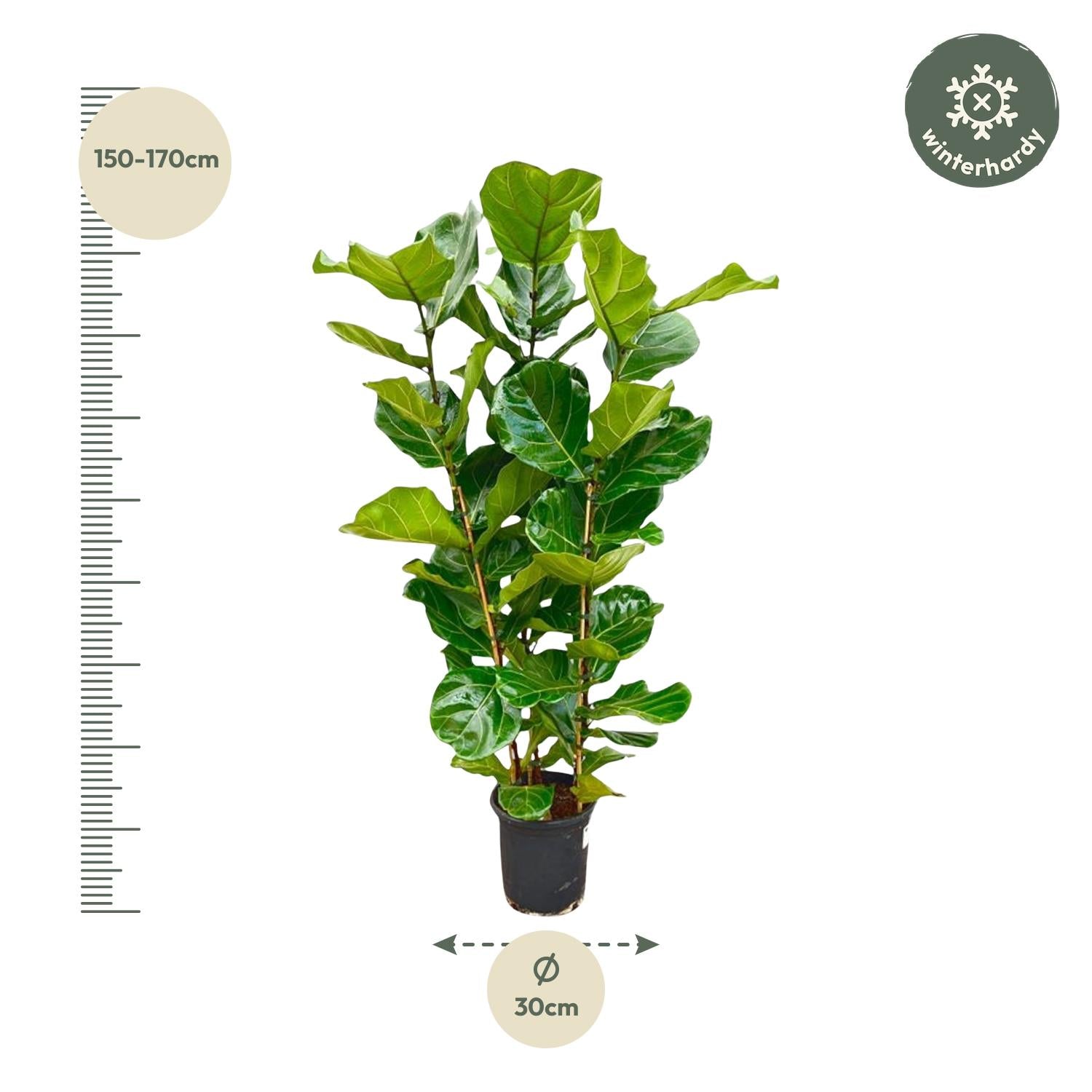 Ficus Lyrata struik - elegante kamerplant voor woonkamer, kantoor en interieurdecoratie