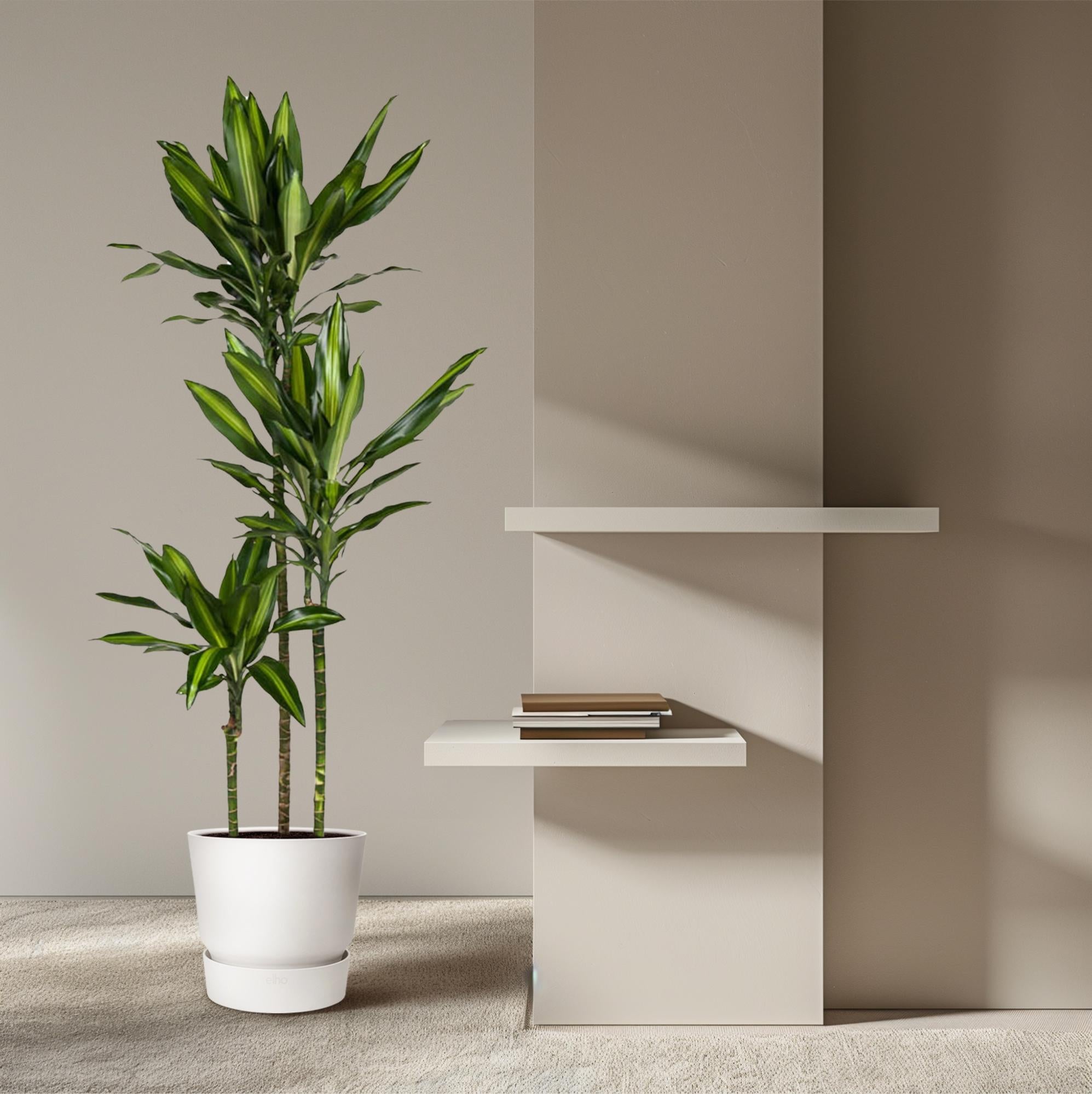 Dracaena Cintho – sterke groene kamerplant in kweekpot