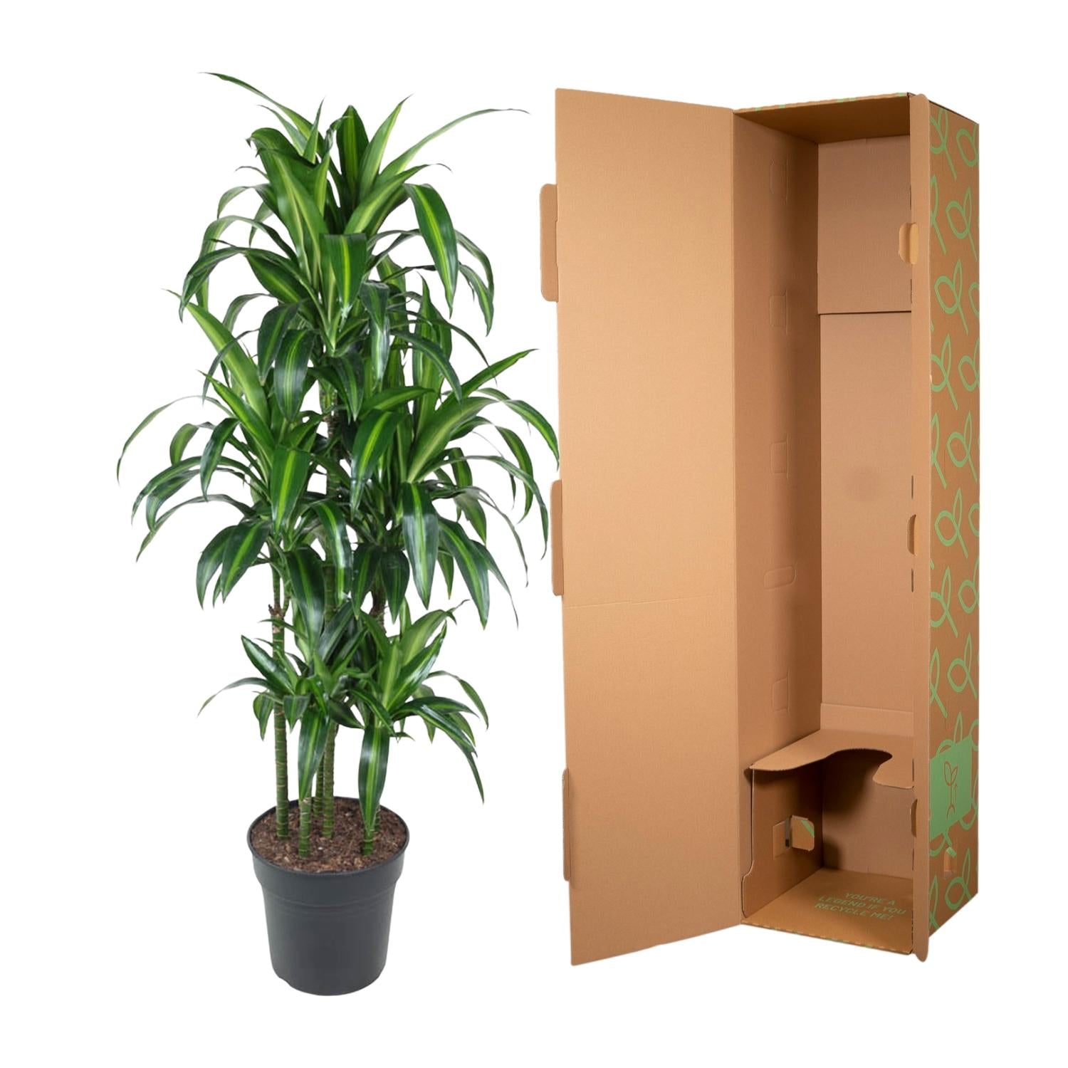 Dracaena Hawaiiana – bonte tropische Dracaena kamerplant