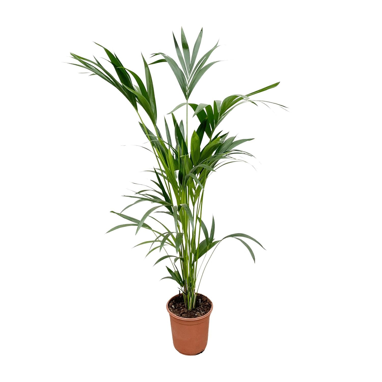 Kentia Palm kamerplant – stijlvolle sierpalm voor huis, kantoor & interieur