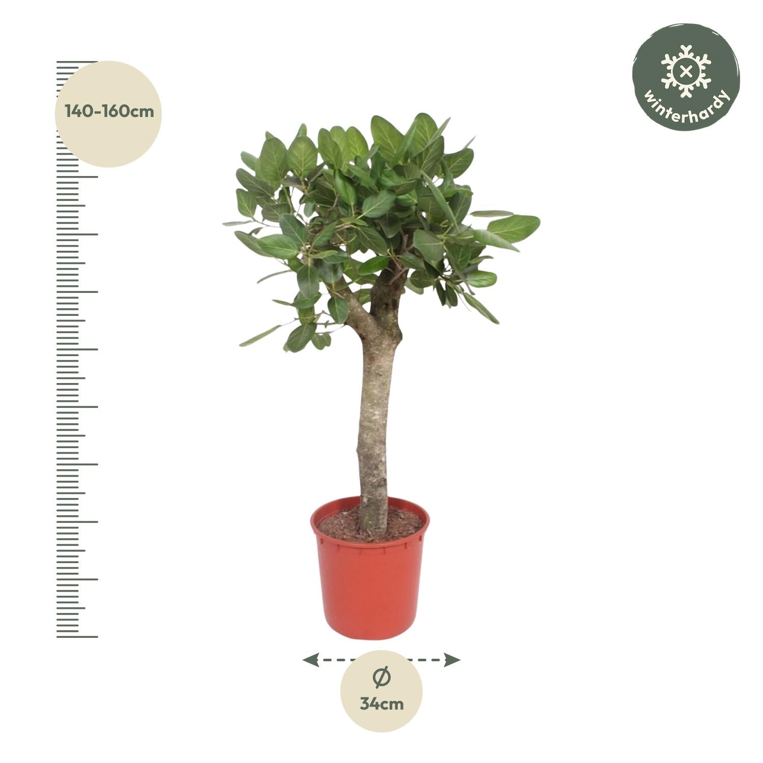 Ficus Benghalensis – grote banyan ficus kamerboom