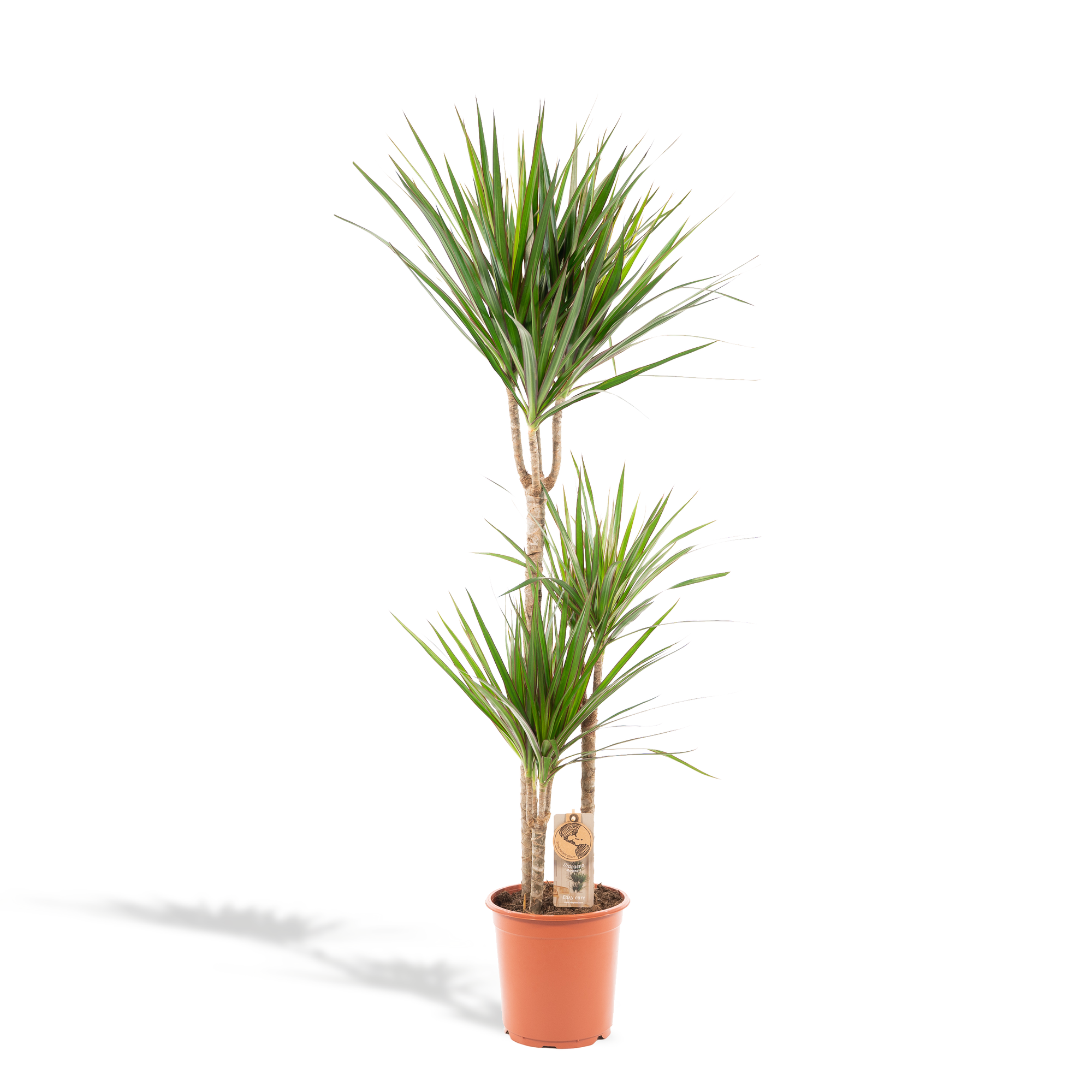Dracaena Marginata - kamerplant in kweekpot