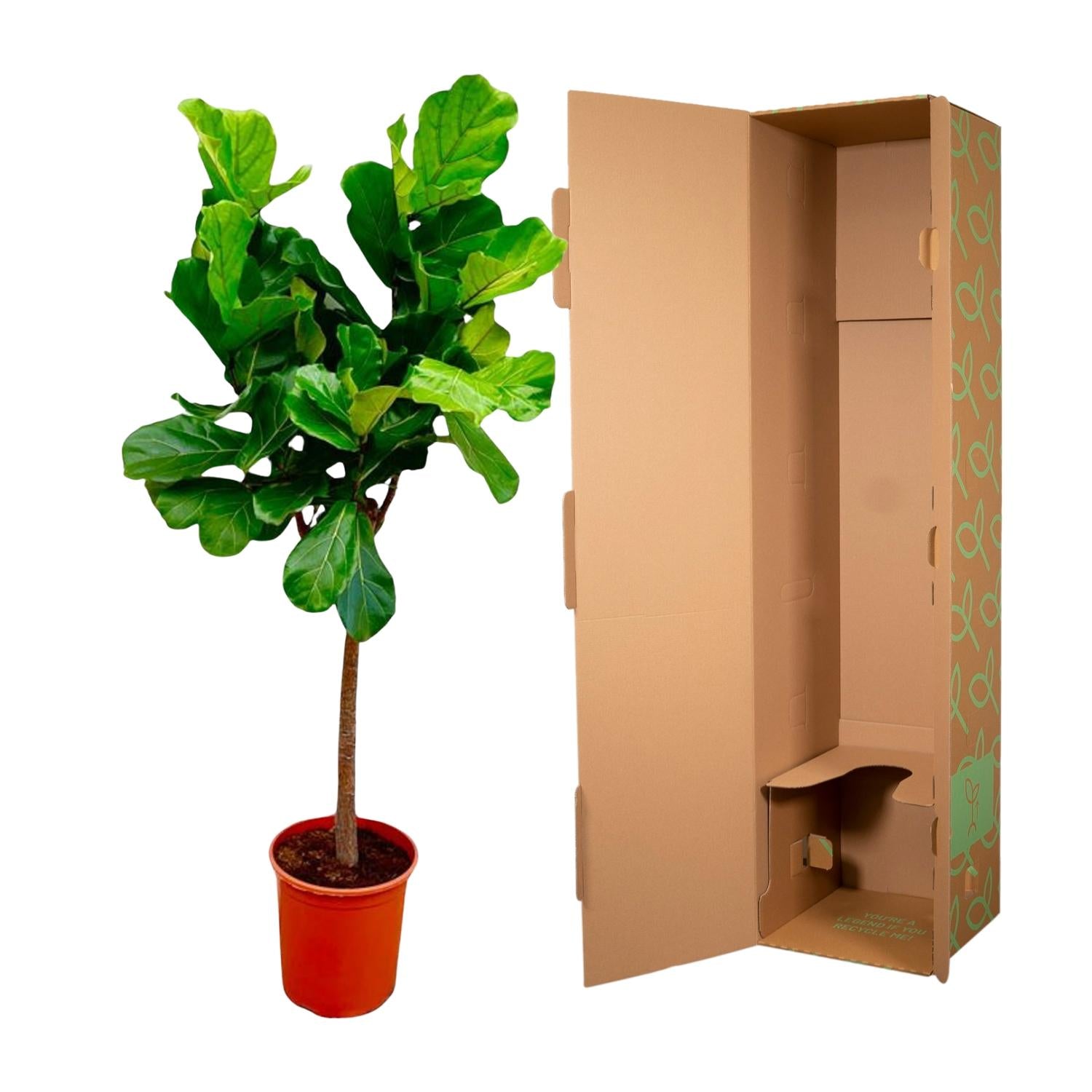 Ficus Lyrata boom - grote, stijlvolle kamerplant voor binnen en interieurdecoratie