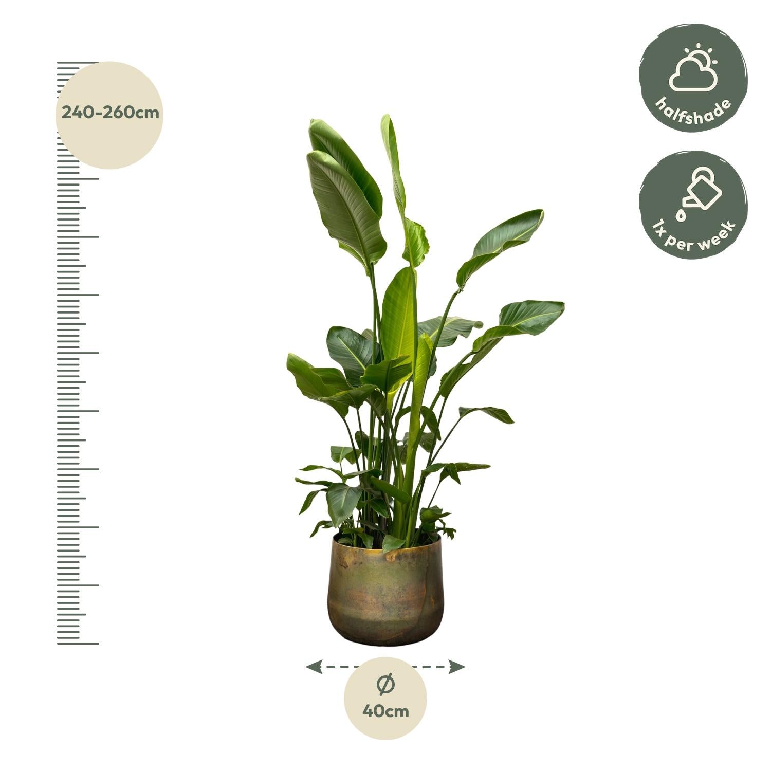 Strelitzia Nicolai - Tropische kamerplant voor binnen, decoratieve exotische plant