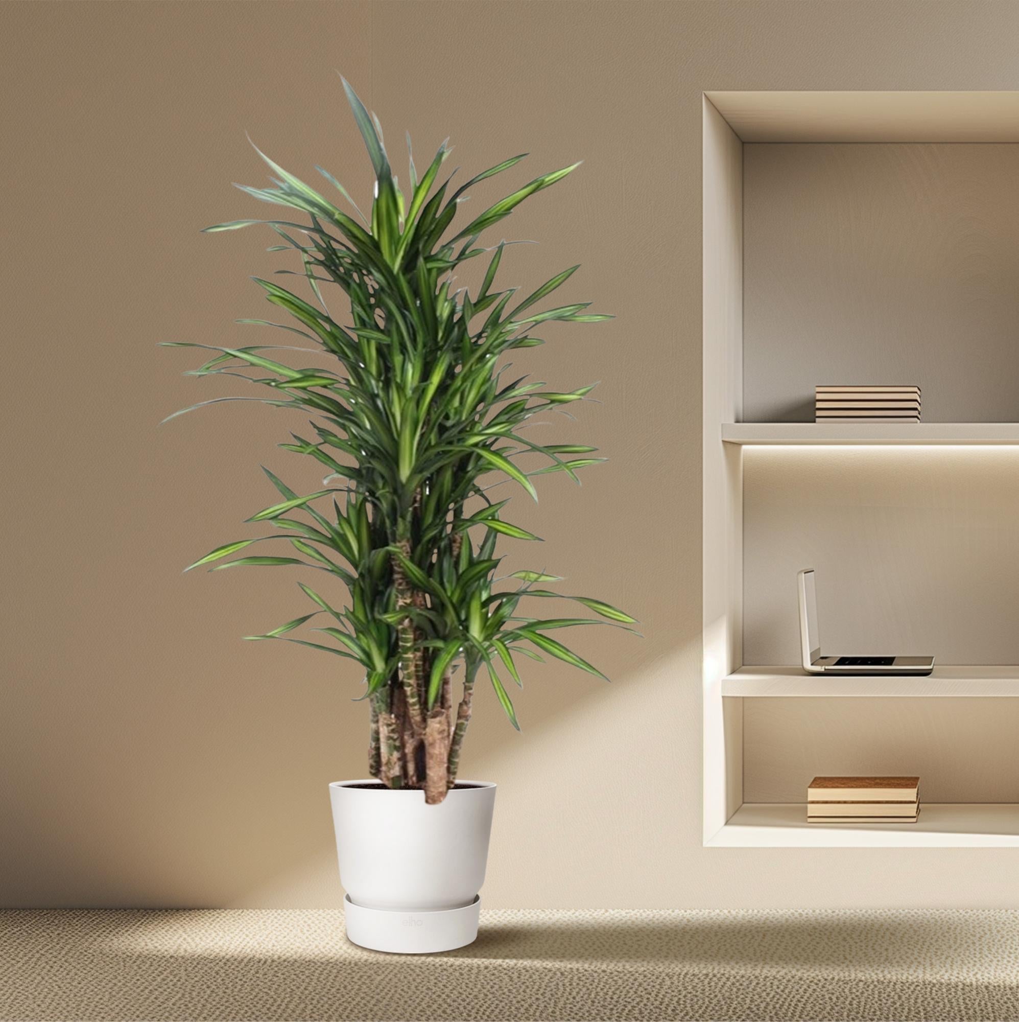 Dracaena Riki – smalbladige moderne Dracaena kamerplant