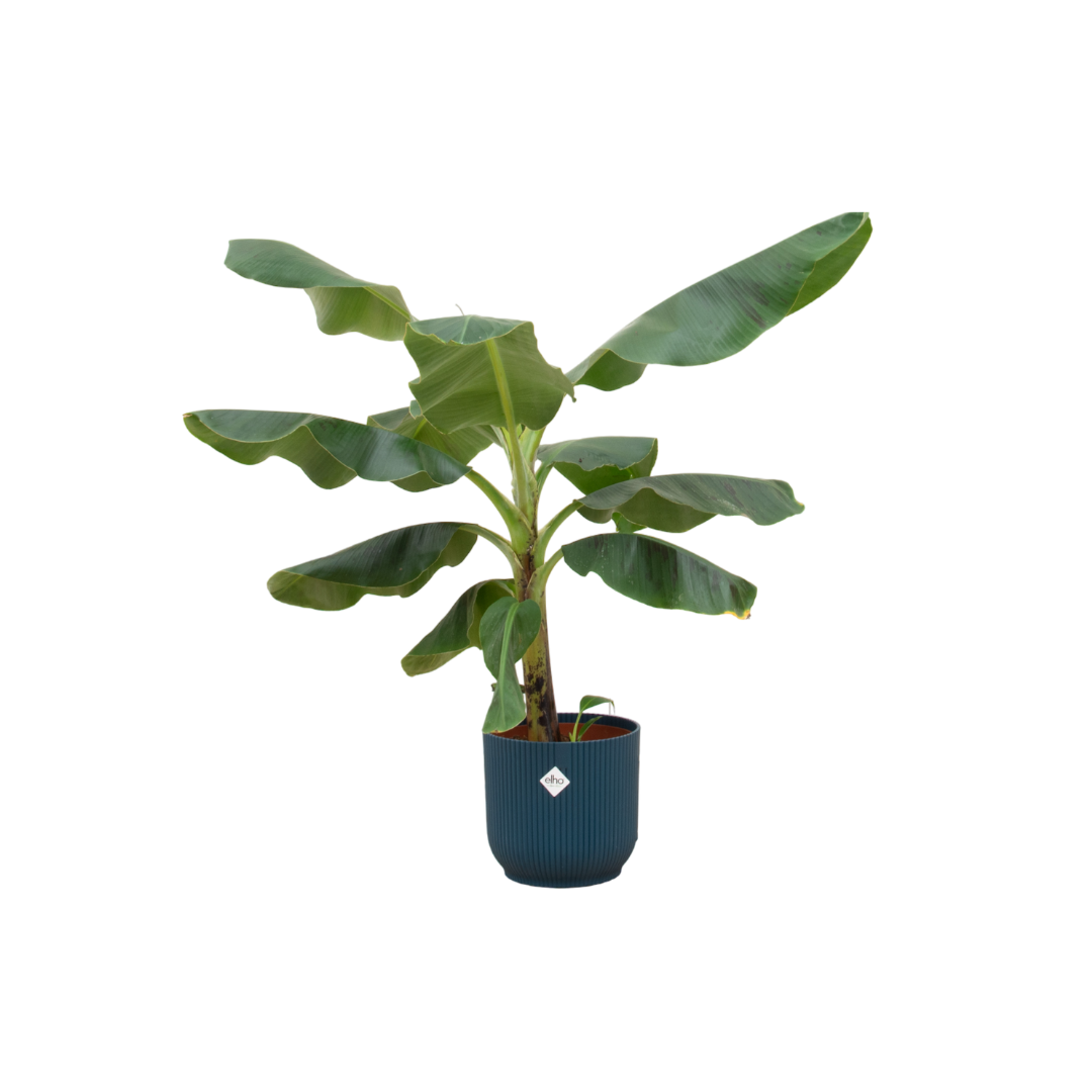 Bananenplant (Musa) – kamerplant met elho Vibes Fold Round sierpot - 100 cm, Ø22