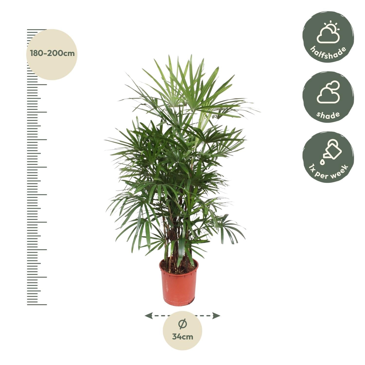Rhapis Excelsa – exclusieve bamboepalm kamerplant 190 cm
