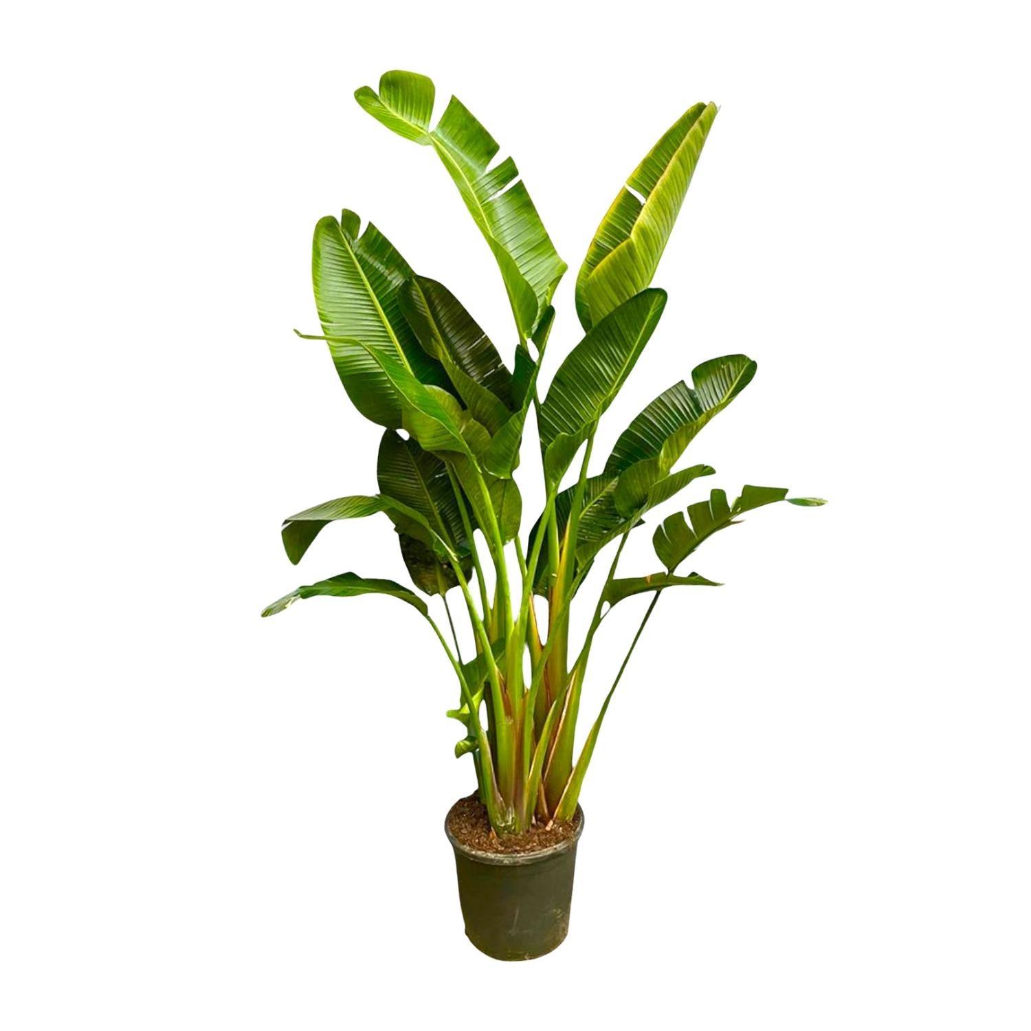 Strelitzia Augusta multi stam XXL - Grote decoratieve kamerplant met luxe uitstraling