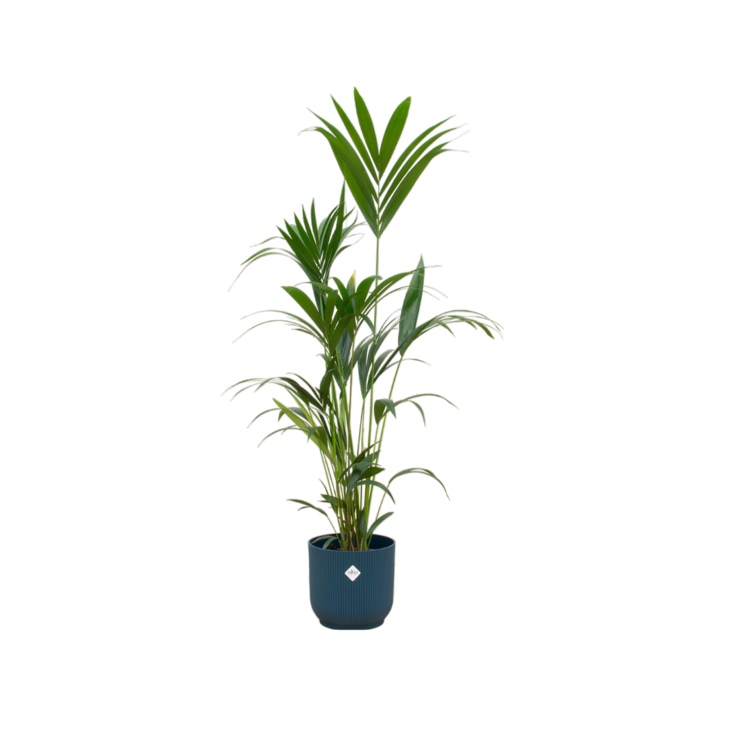 Combi deal - Kentia palm inclusief elho sierpot voor binnen, elegante kamerplant