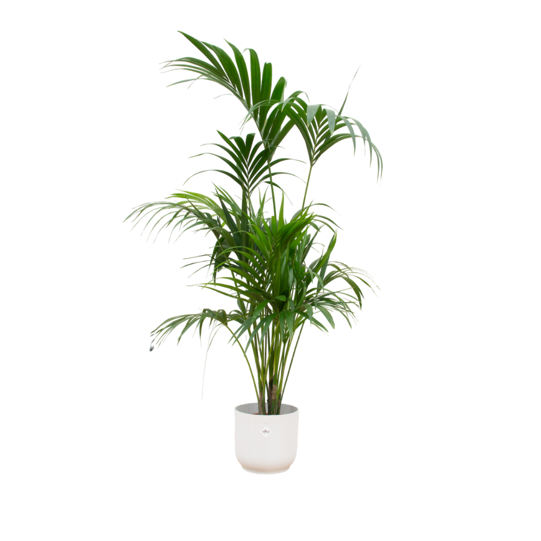 Combi deal - Kentia palm inclusief elho sierpot voor binnen, elegante kamerplant