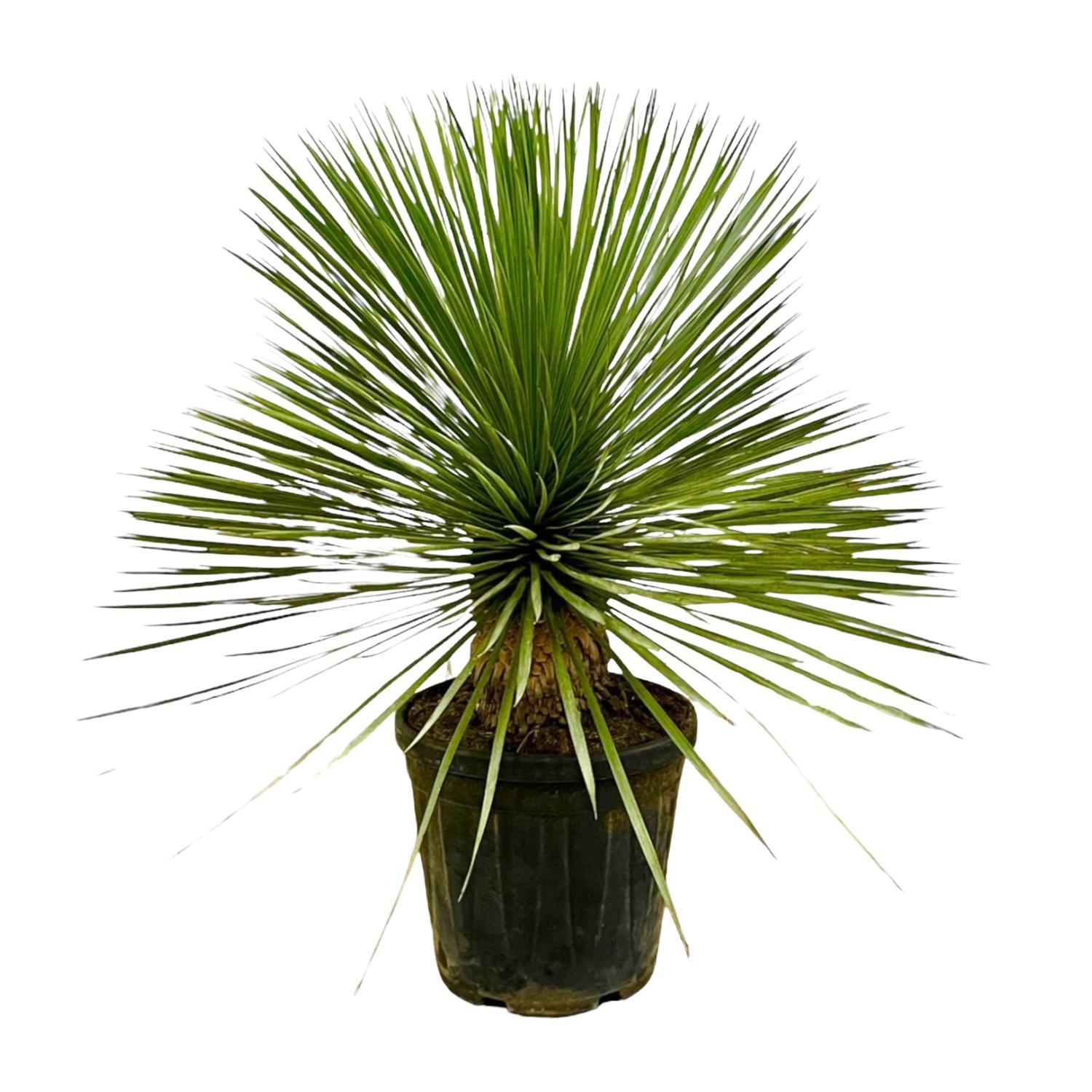 Yucca rostrata – exclusieve Yucca op stam in kweekpot