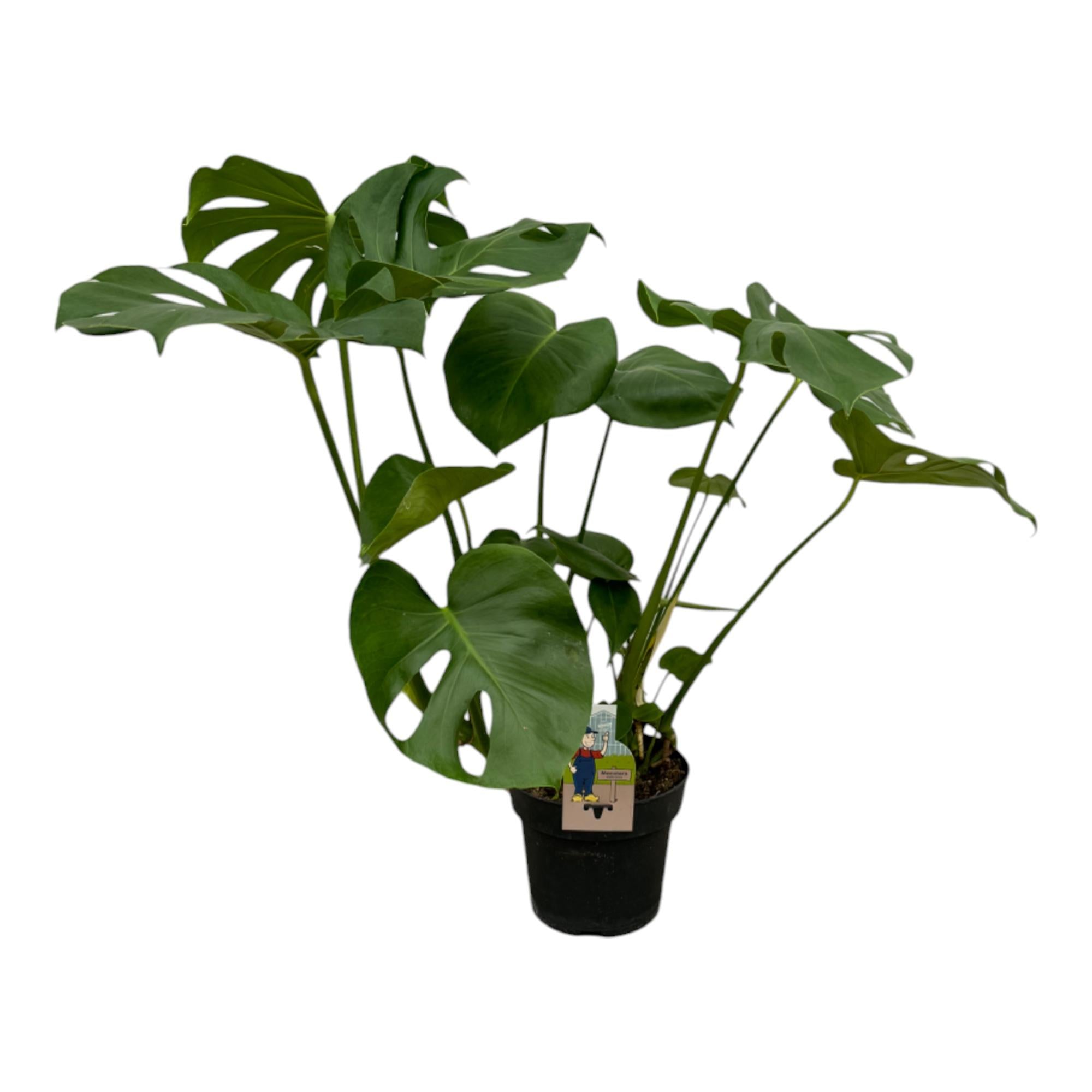 Monstera Deliciosa gatenplant – populaire kamerplant in kweekpot