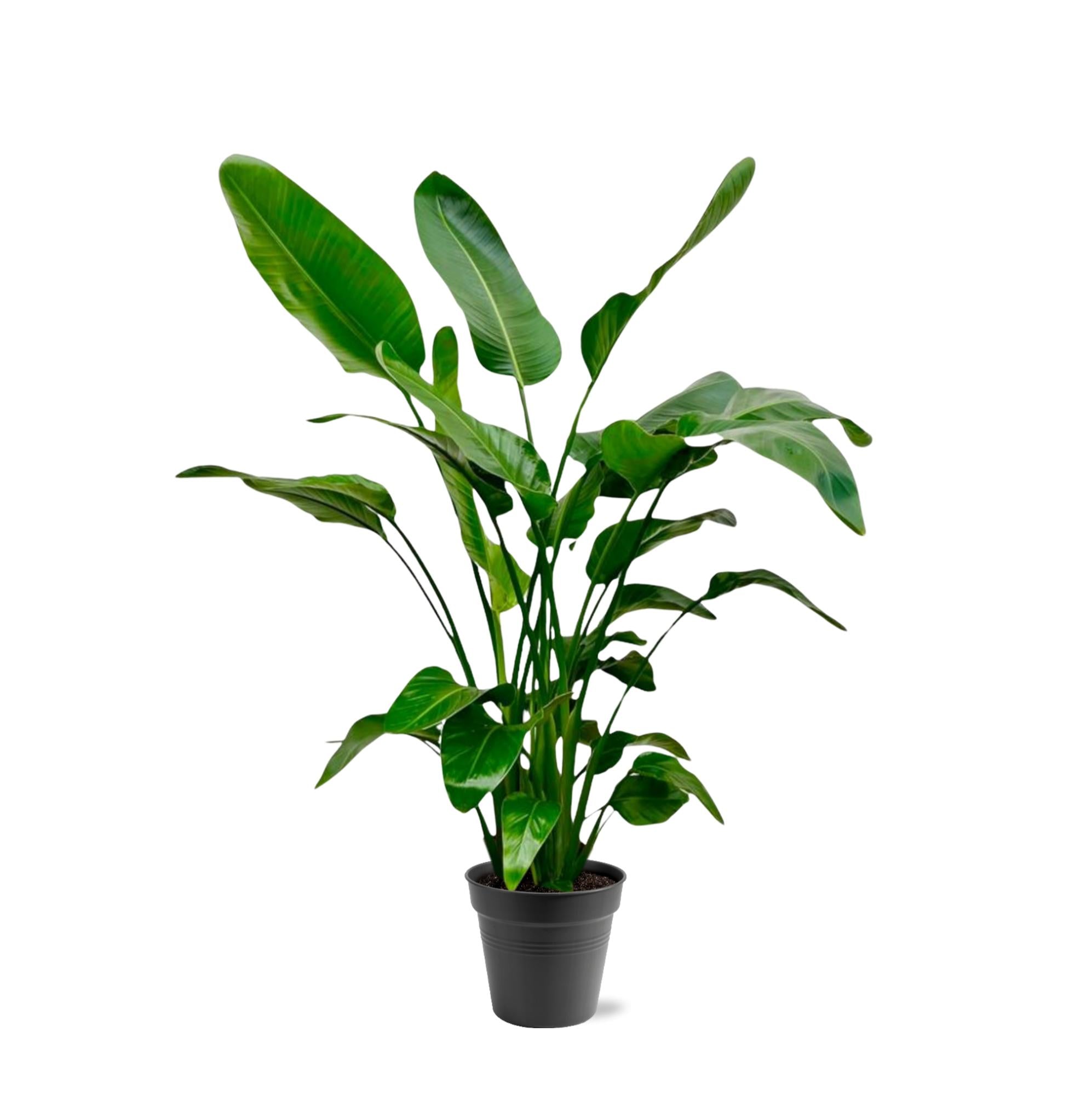 Strelitzia Nicolai - Tropische kamerplant voor binnen, decoratieve exotische plant