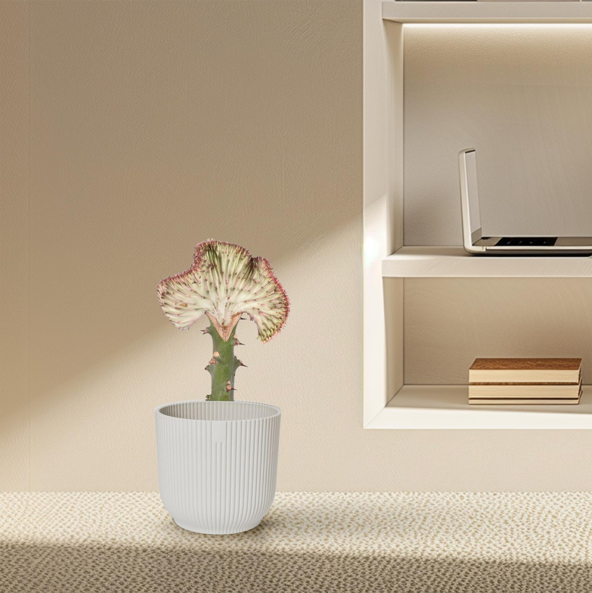 Euphorbia lactea Cristata rood – koraalcactus kamerplant