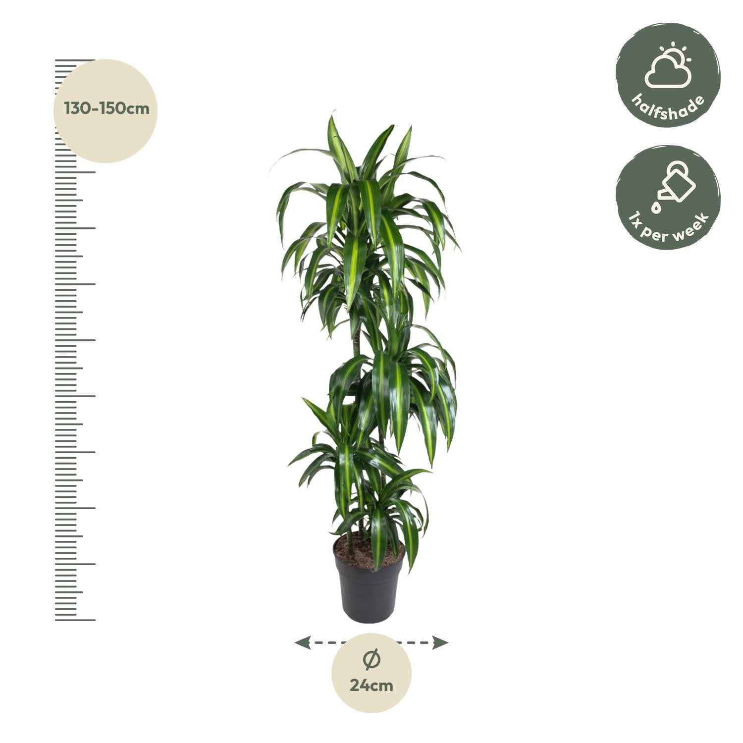 Dracaena Hawaiiana – bonte tropische Dracaena kamerplant