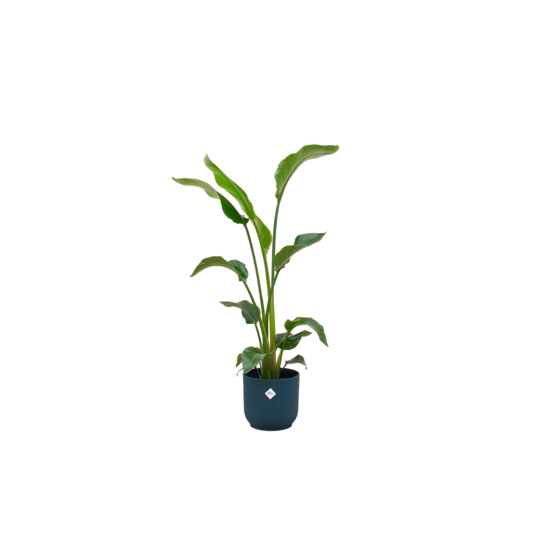 Combi deal - Strelitzia Nicolai inclusief elho Vibes Fold Round plant en pot set