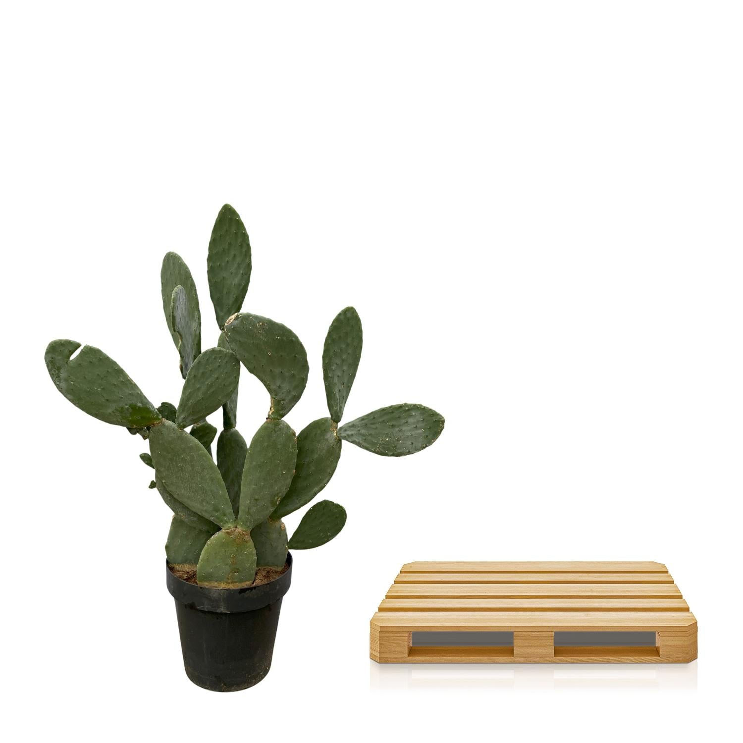 Cactus Opuntia - 120cm Ø38cm