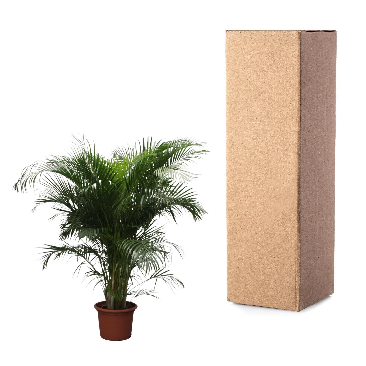 Dypsis Lutescens (Areca Palm) — Premium Tropische kamerplant
