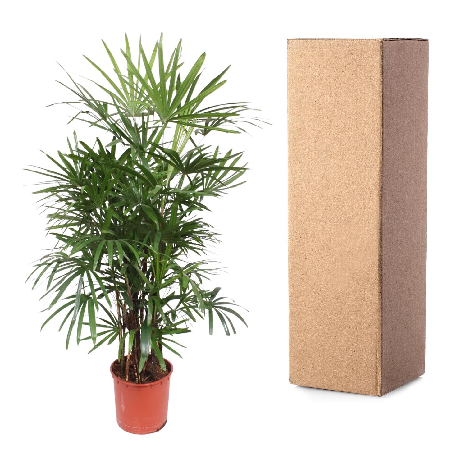 Rhapis Excelsa – exclusieve bamboepalm kamerplant 190 cm