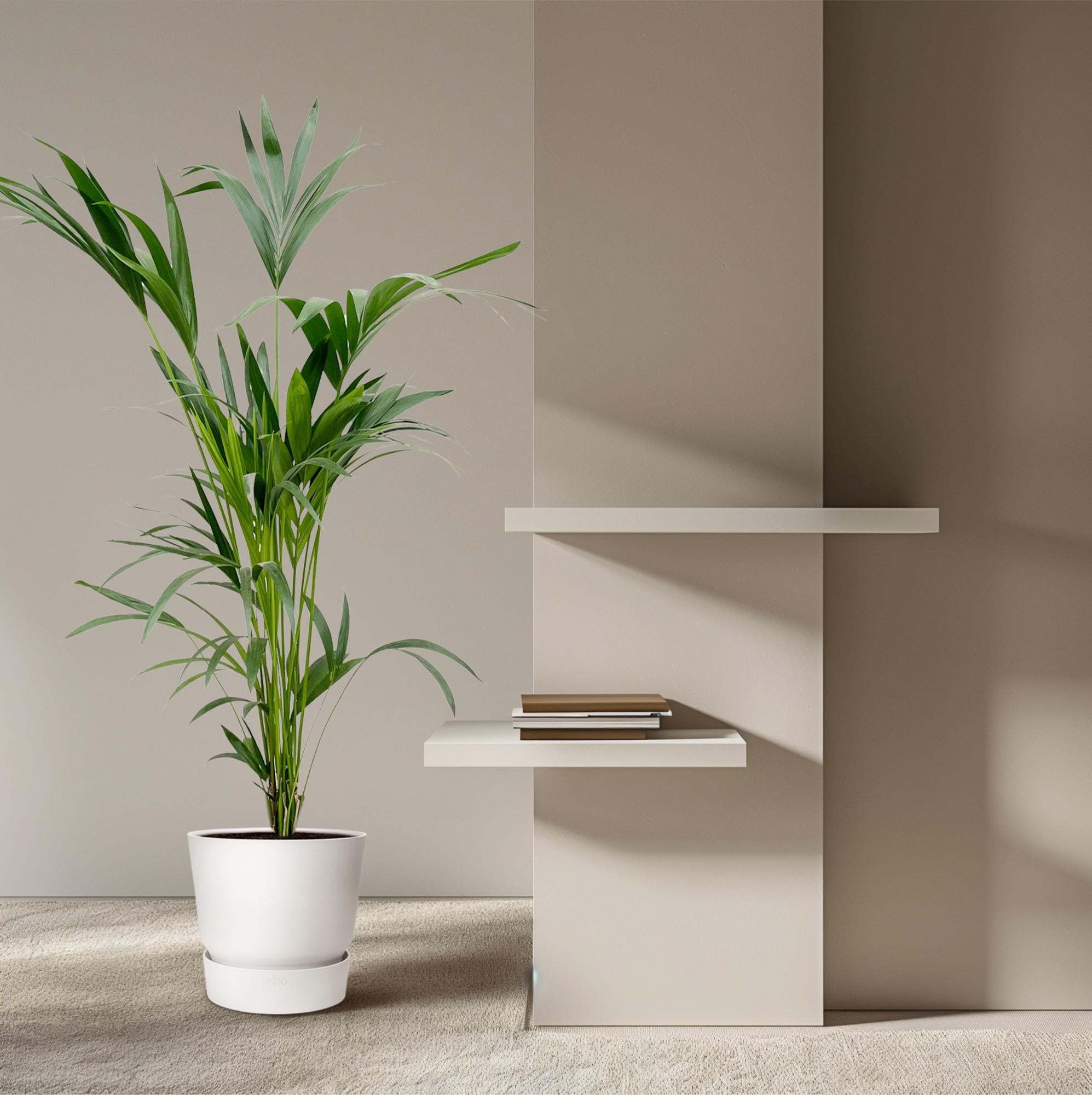 Kentia Palm kamerplant – stijlvolle sierpalm voor huis, kantoor & interieur