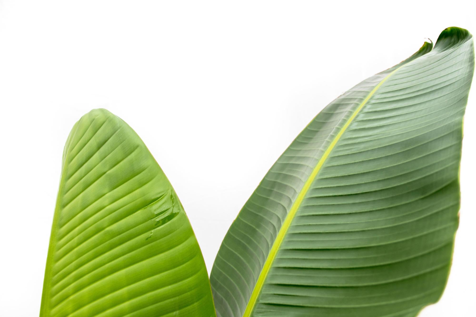 Strelitzia Augusta – grote paradijsvogelplant kamerplant in kweekpot