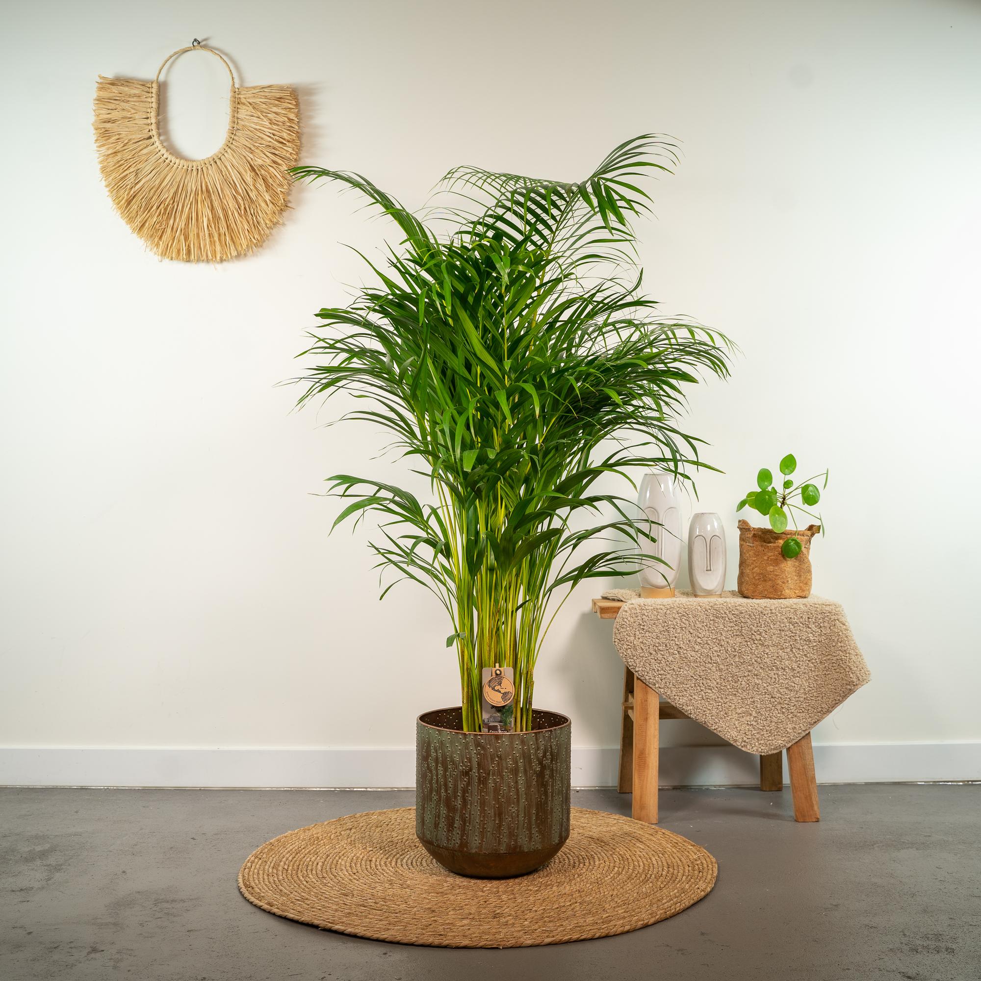 Areca palm - Luxe kamerplant voor binnen, onderhoudsarm en decoratief