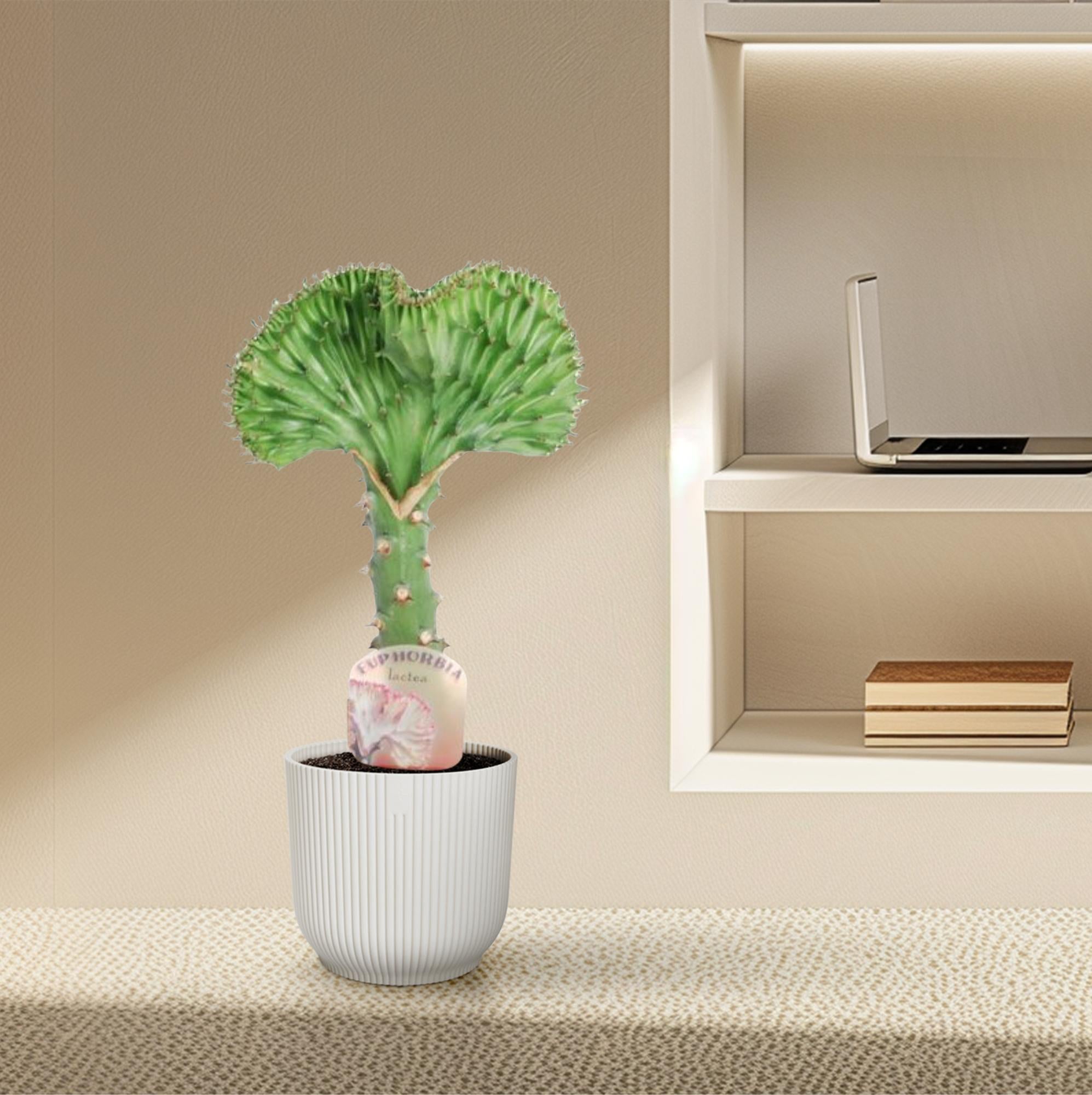 Euphorbia lactea Cristata groen – koraalcactus kamerplant