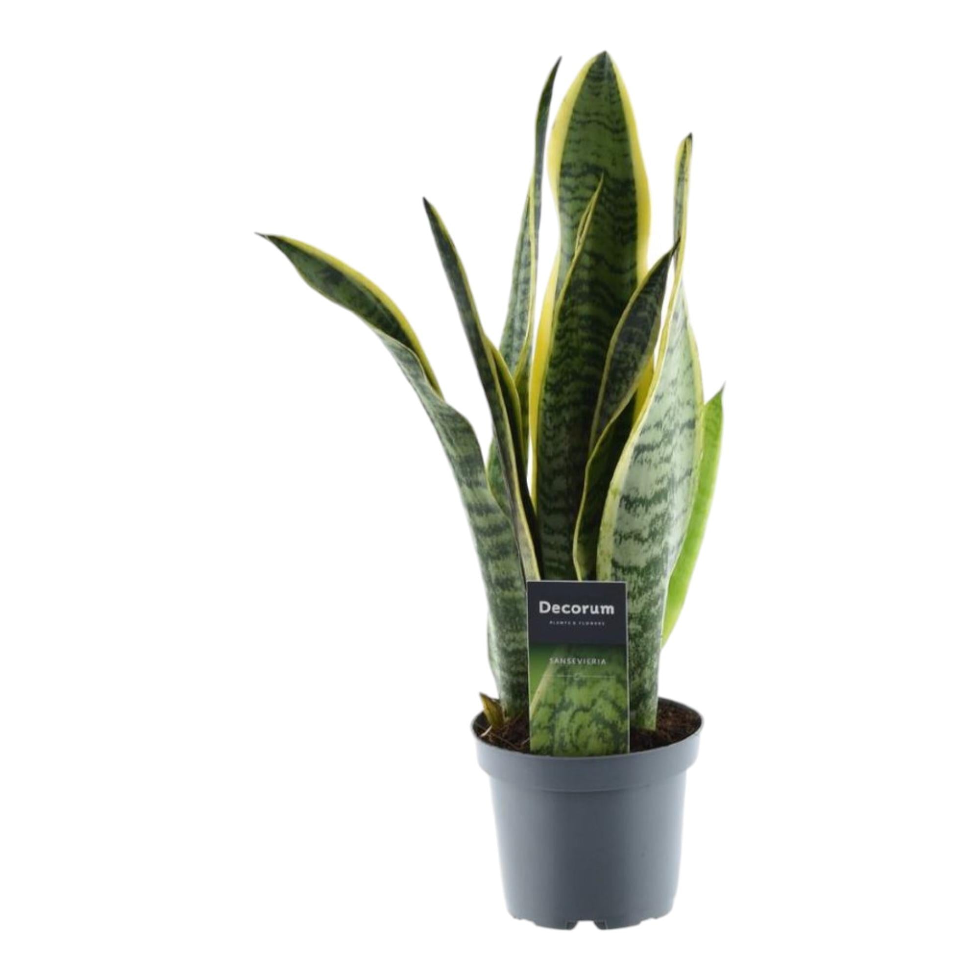 Sansevieria Laurentii slangplant – sterke luchtzuiverende kamerplant
