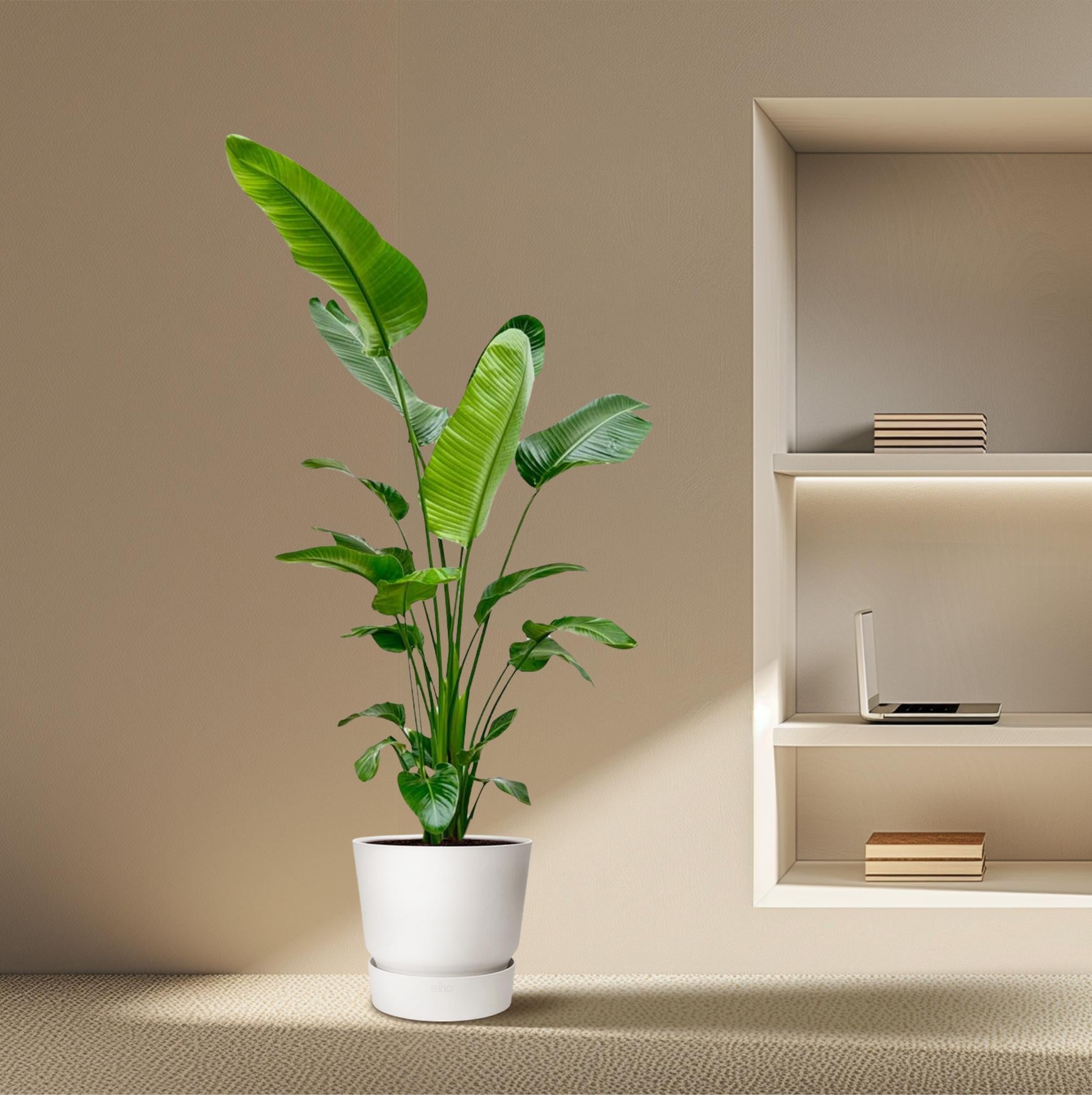 Strelitzia Nicolai - Tropische kamerplant voor binnen, decoratieve exotische plant