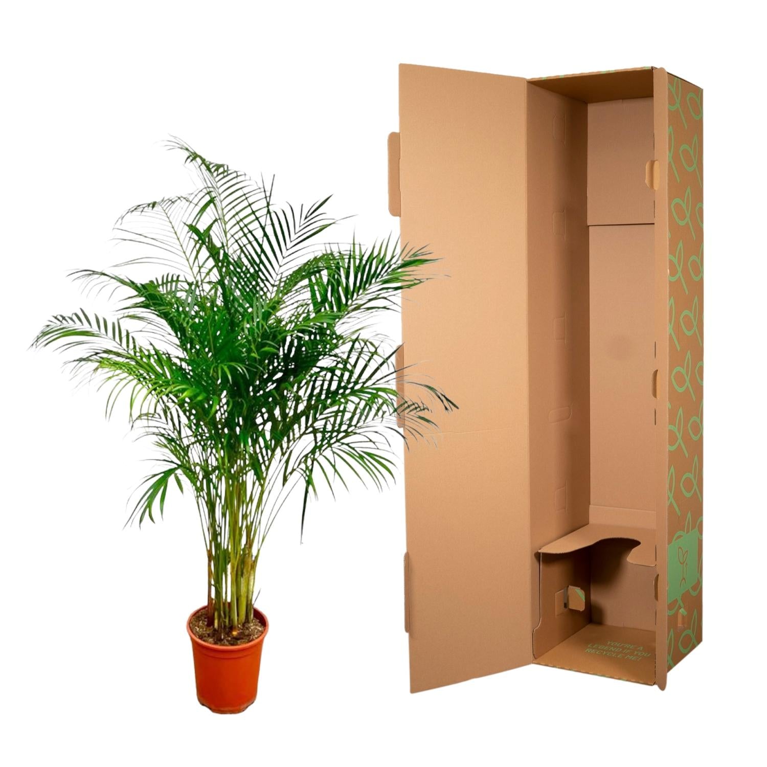 Dypsis Lutescens (Areca Palm) — Premium Tropische kamerplant