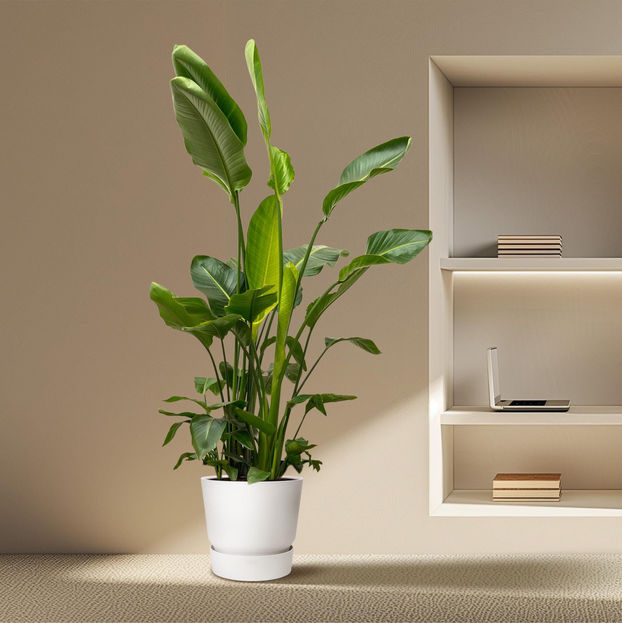 Strelitzia Nicolai - Tropische kamerplant voor binnen, decoratieve exotische plant