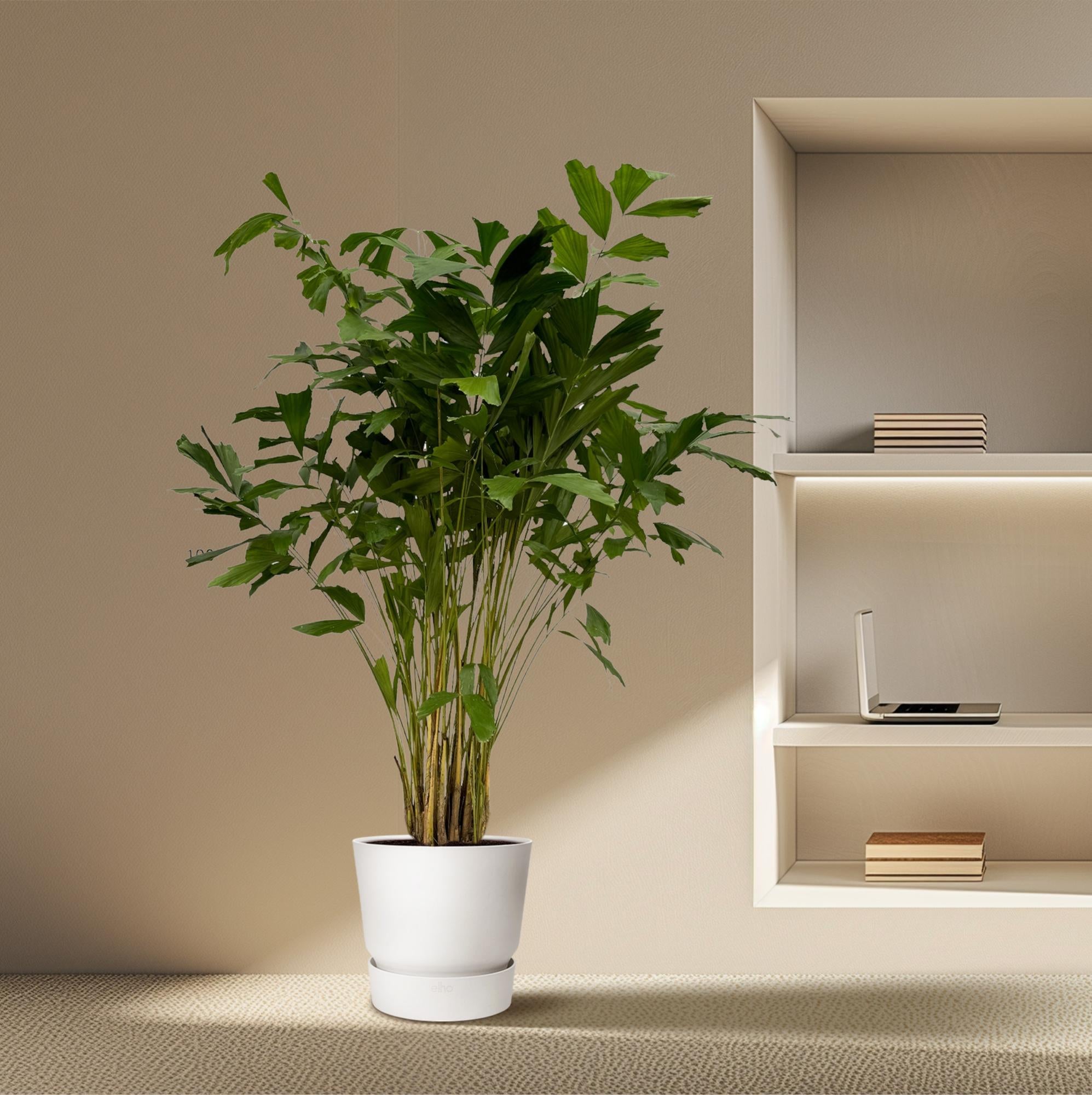 Caryota Mitis (vissenstaartpalm) – bijzondere grote kamerpalm