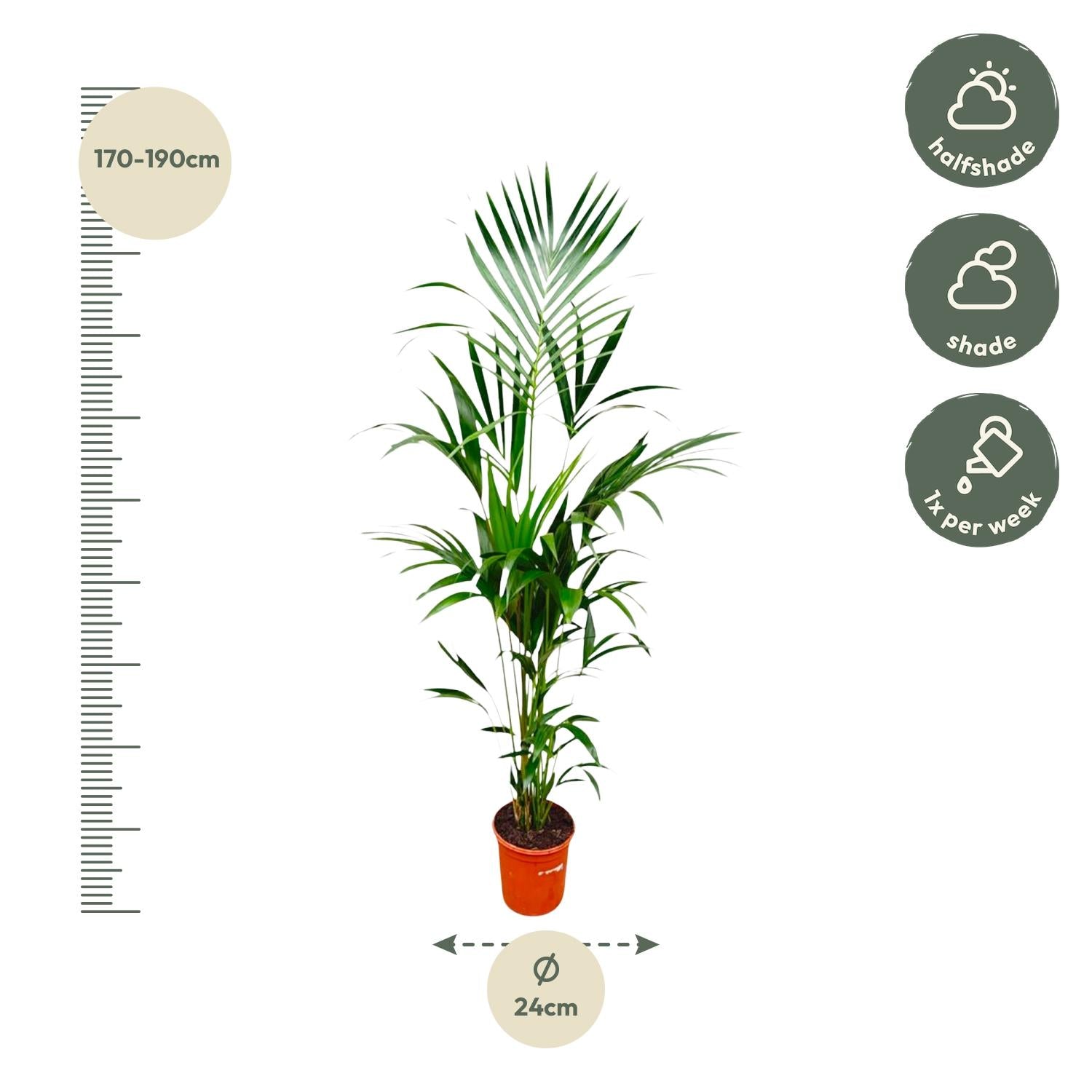 Kentia Palm kamerplant – stijlvolle sierpalm voor huis, kantoor & interieur