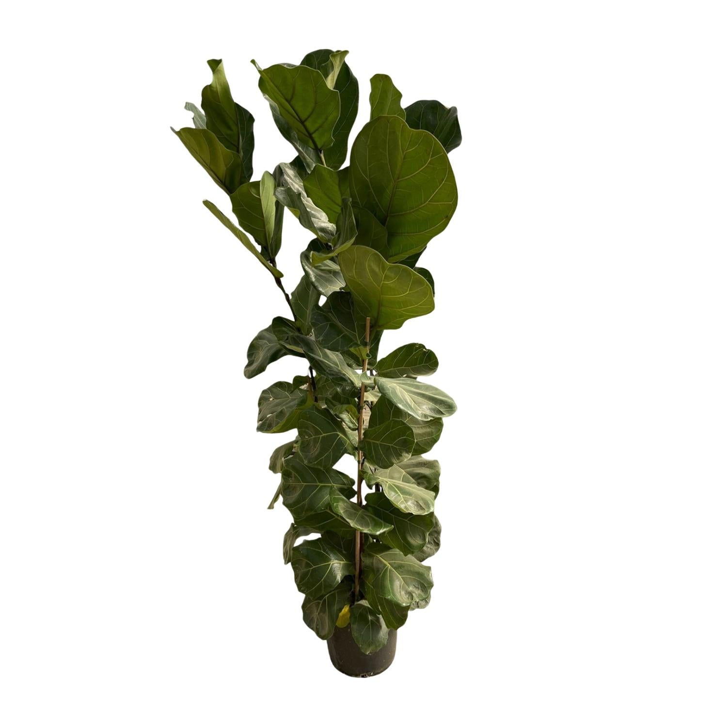 Ficus Lyrata struik - elegante kamerplant voor woonkamer, kantoor en interieurdecoratie