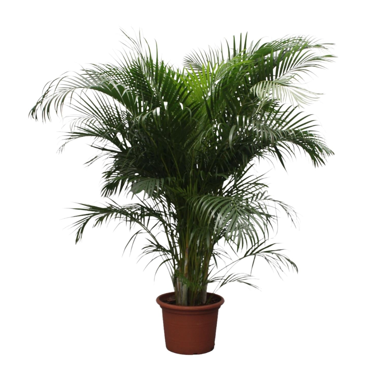 Dypsis Lutescens (Areca Palm) — Premium Tropische kamerplant