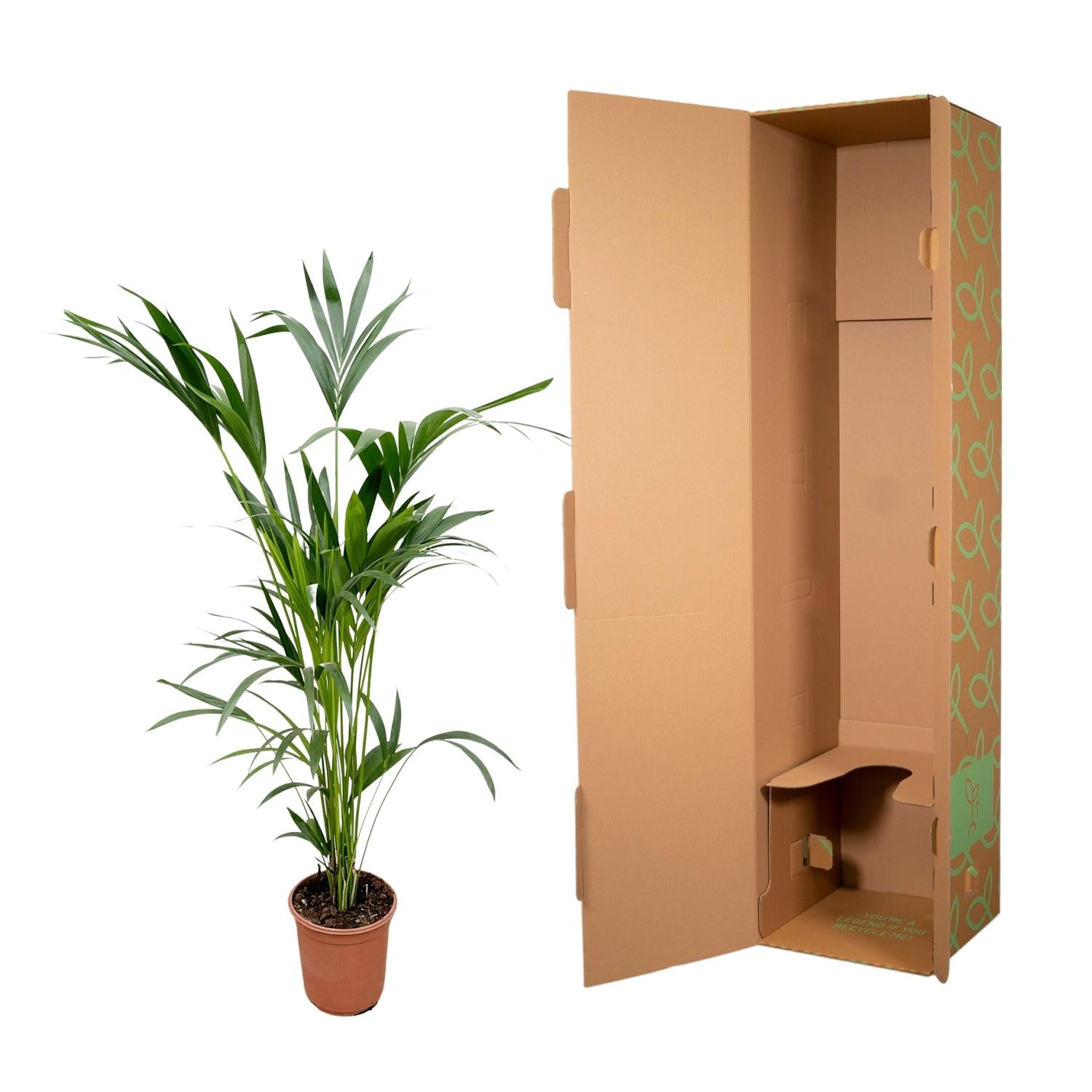 Kentia Palm kamerplant – stijlvolle sierpalm voor huis, kantoor & interieur