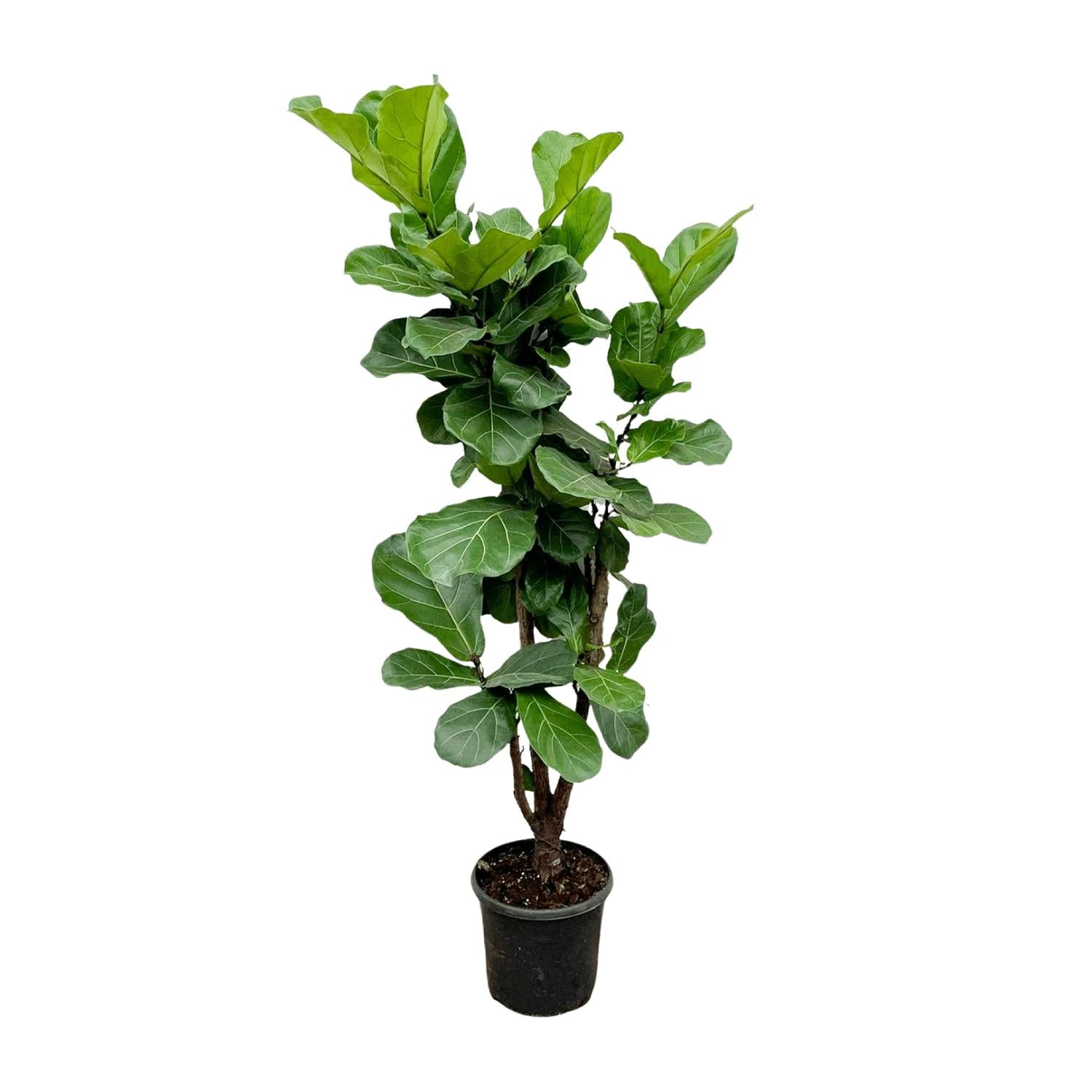 Ficus Lyrata vertakt - grote sierkamerplant met stevige stam, vol weelderig blad