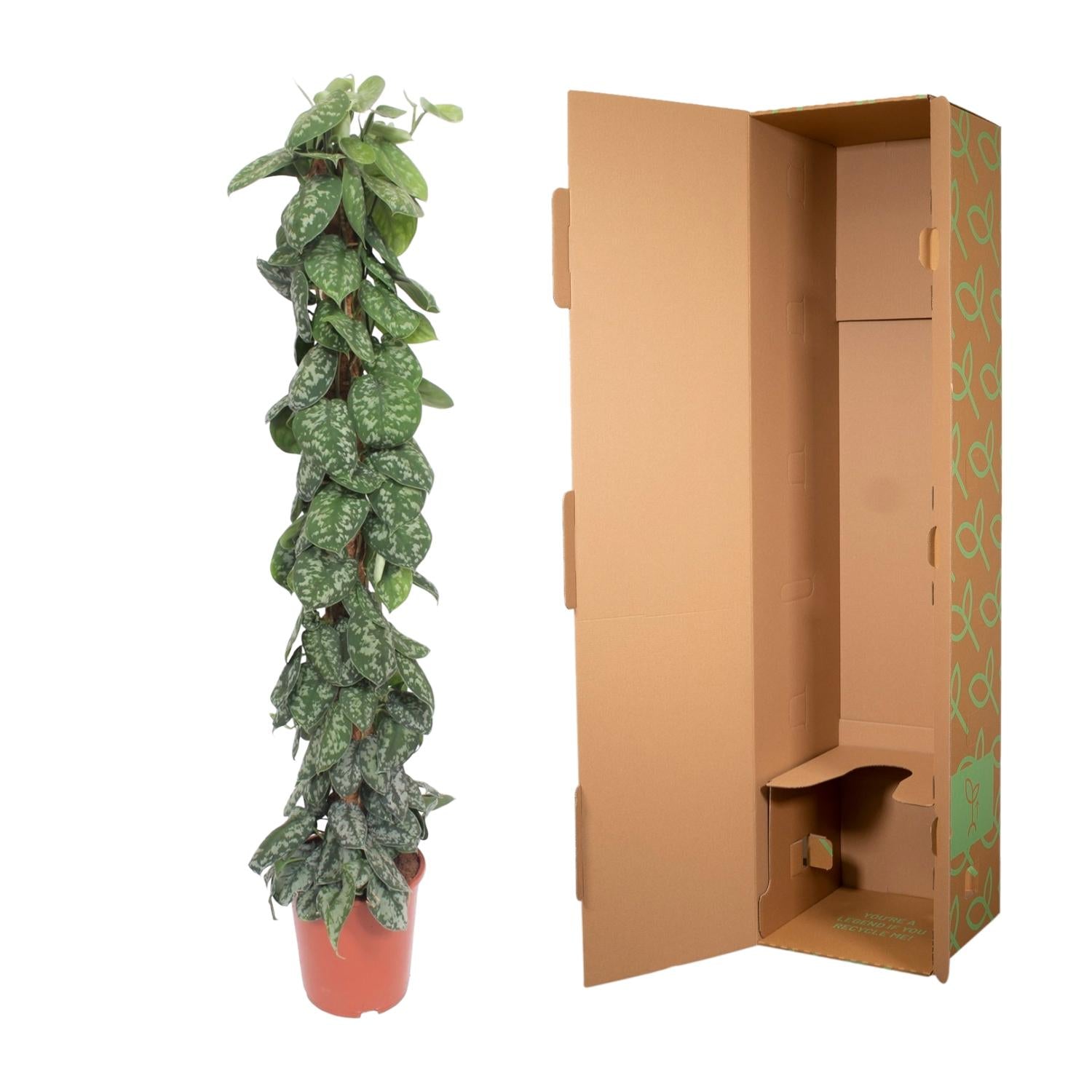 Scindapsus Pictus Trebie – klimplant op mosstok of gaasrek