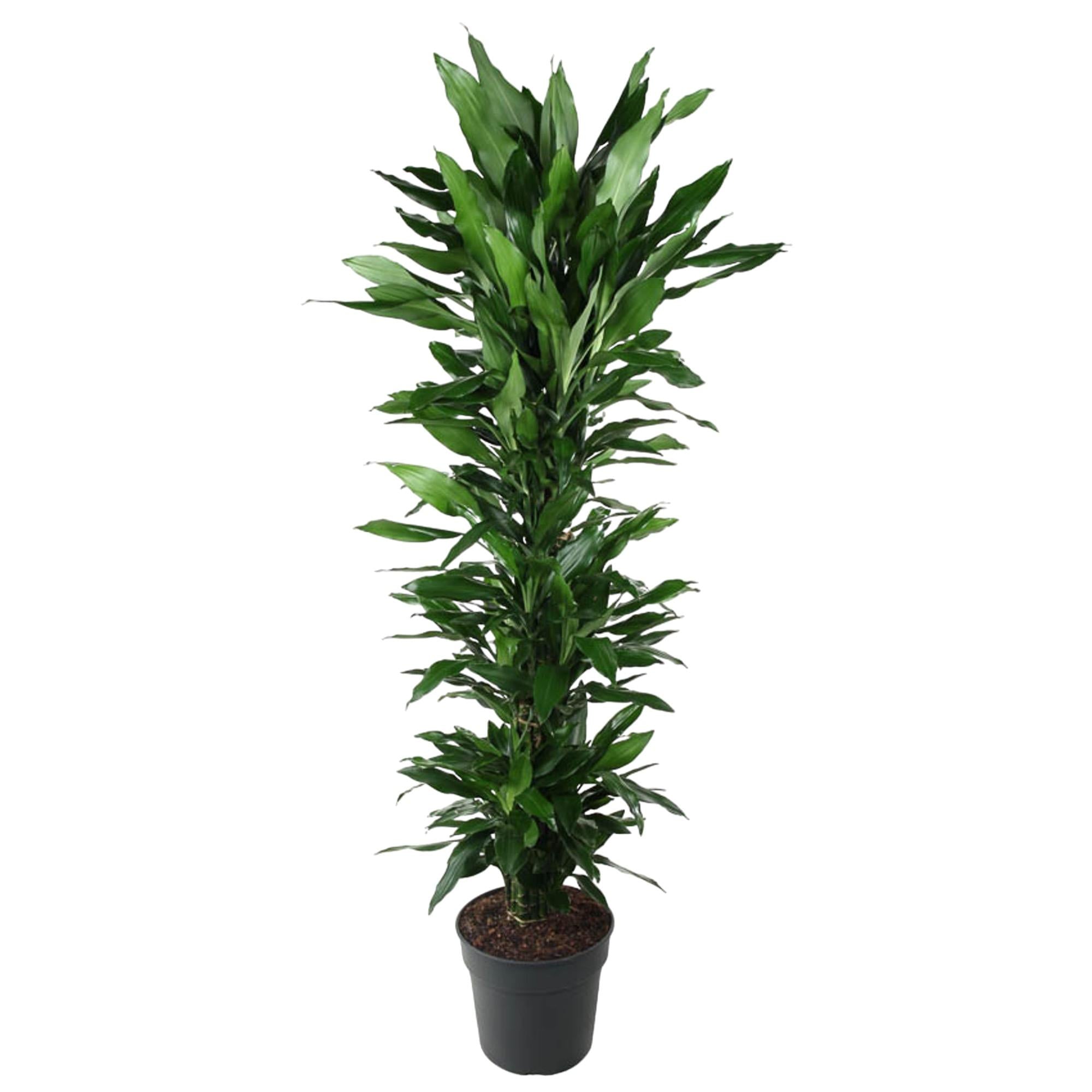 Dracaena Janet Lind vertakt – grote donkergroene Dracaena kamerplant