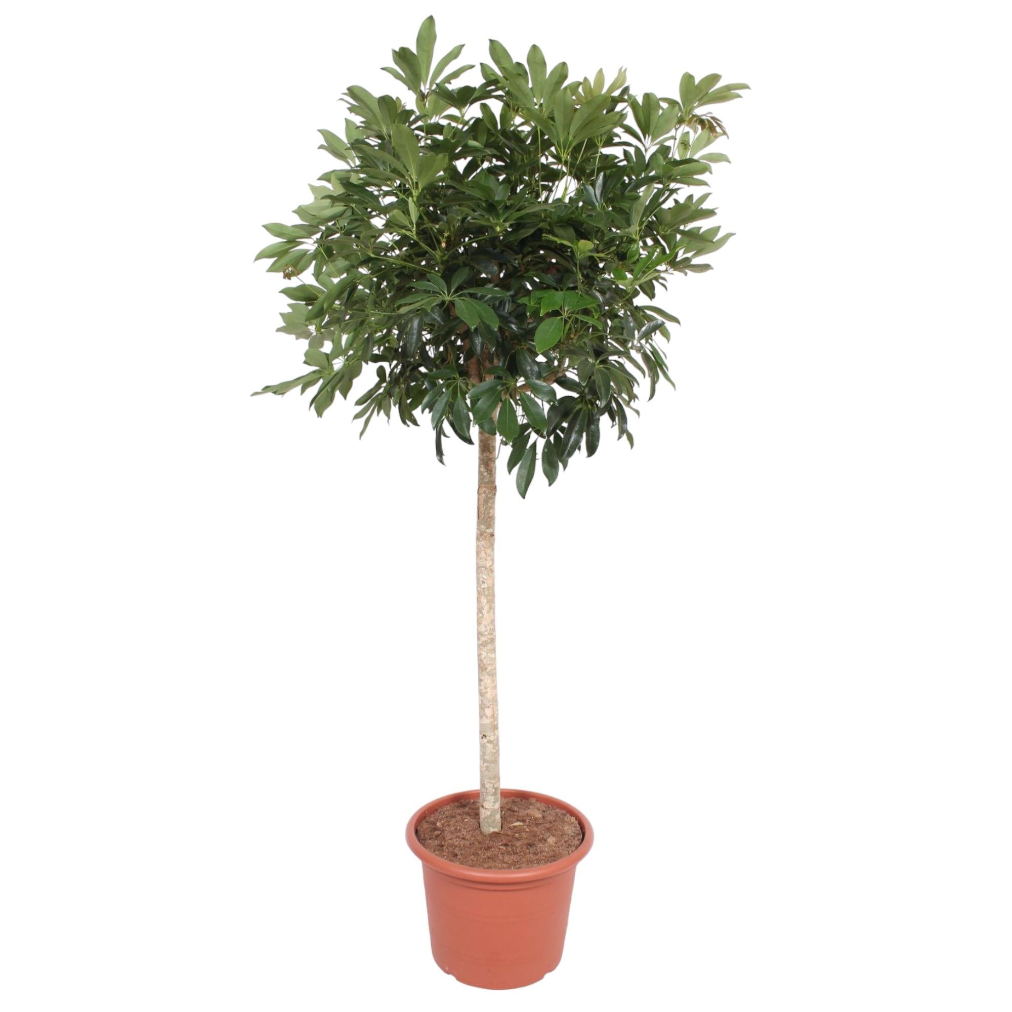 Schefflera Arboricola Compacta – volle groene parasolboom kamerplant