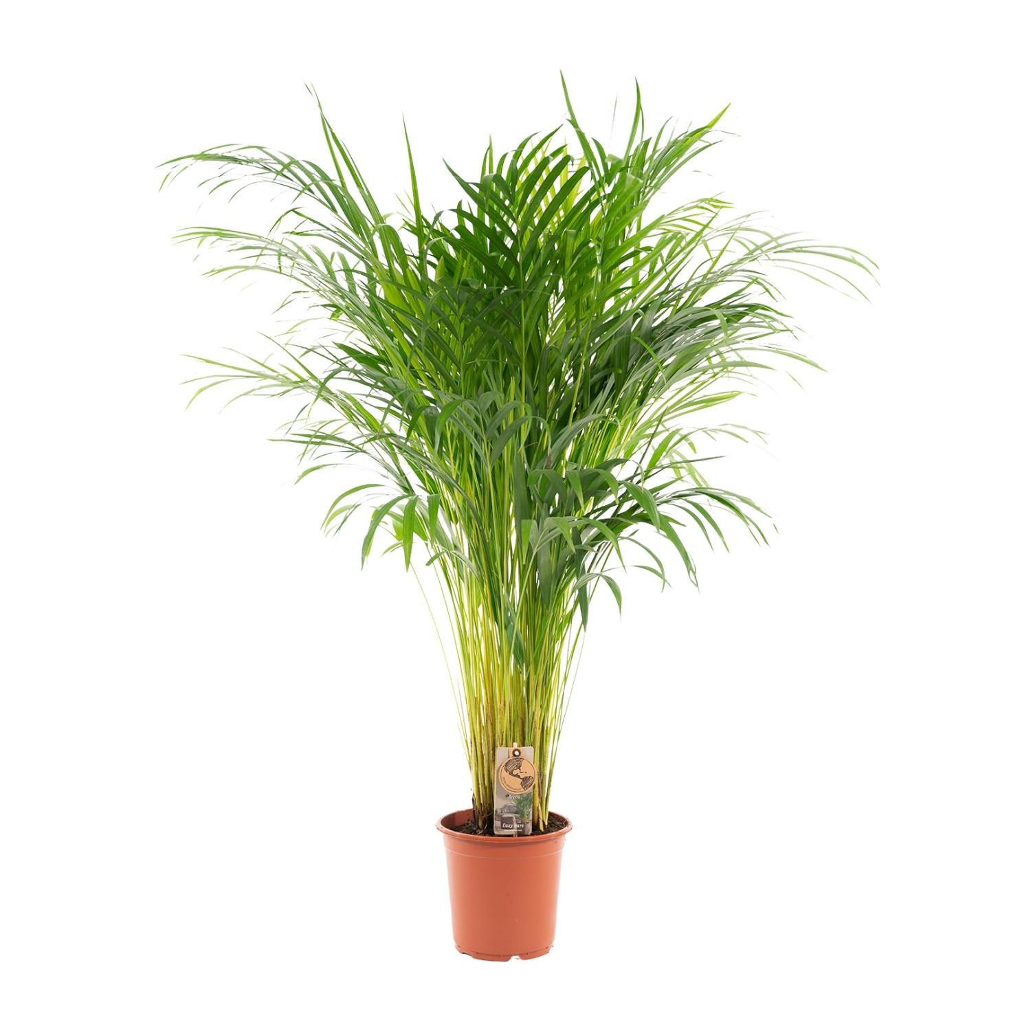 Areca palm - Luxe kamerplant voor binnen, onderhoudsarm en decoratief
