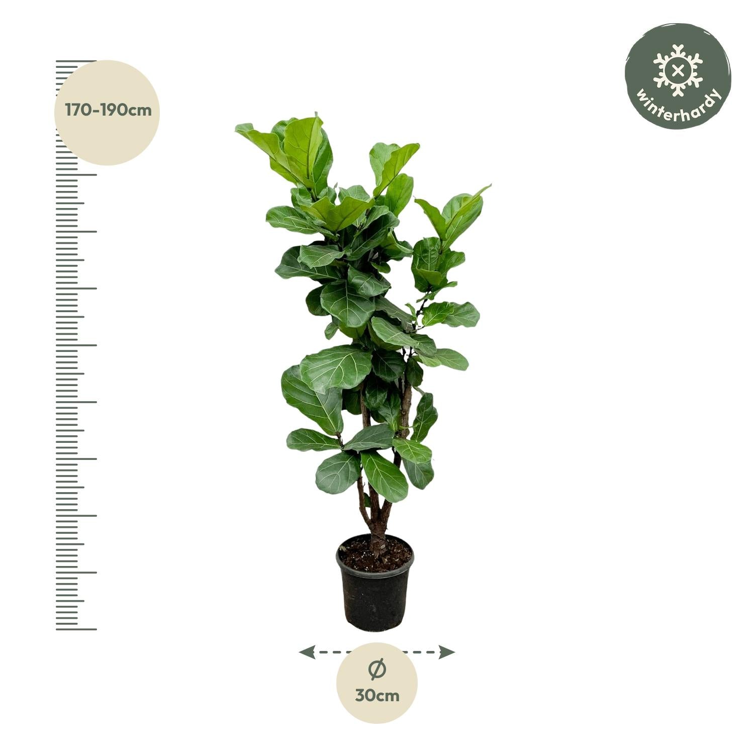 Ficus Lyrata vertakt - grote sierkamerplant met stevige stam, vol weelderig blad